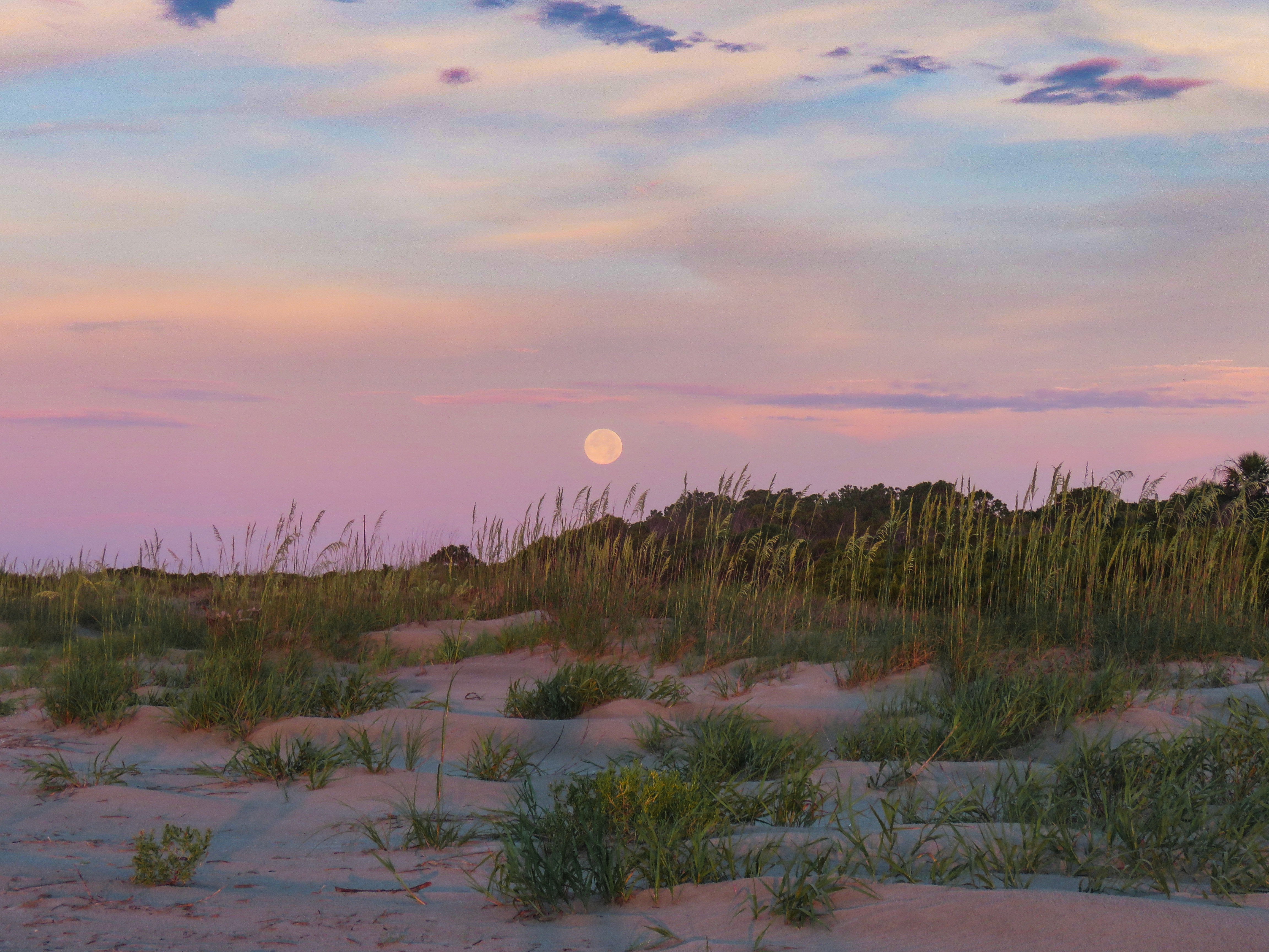 Coastal sand dunes at dusk with the moon rising over the horizon.