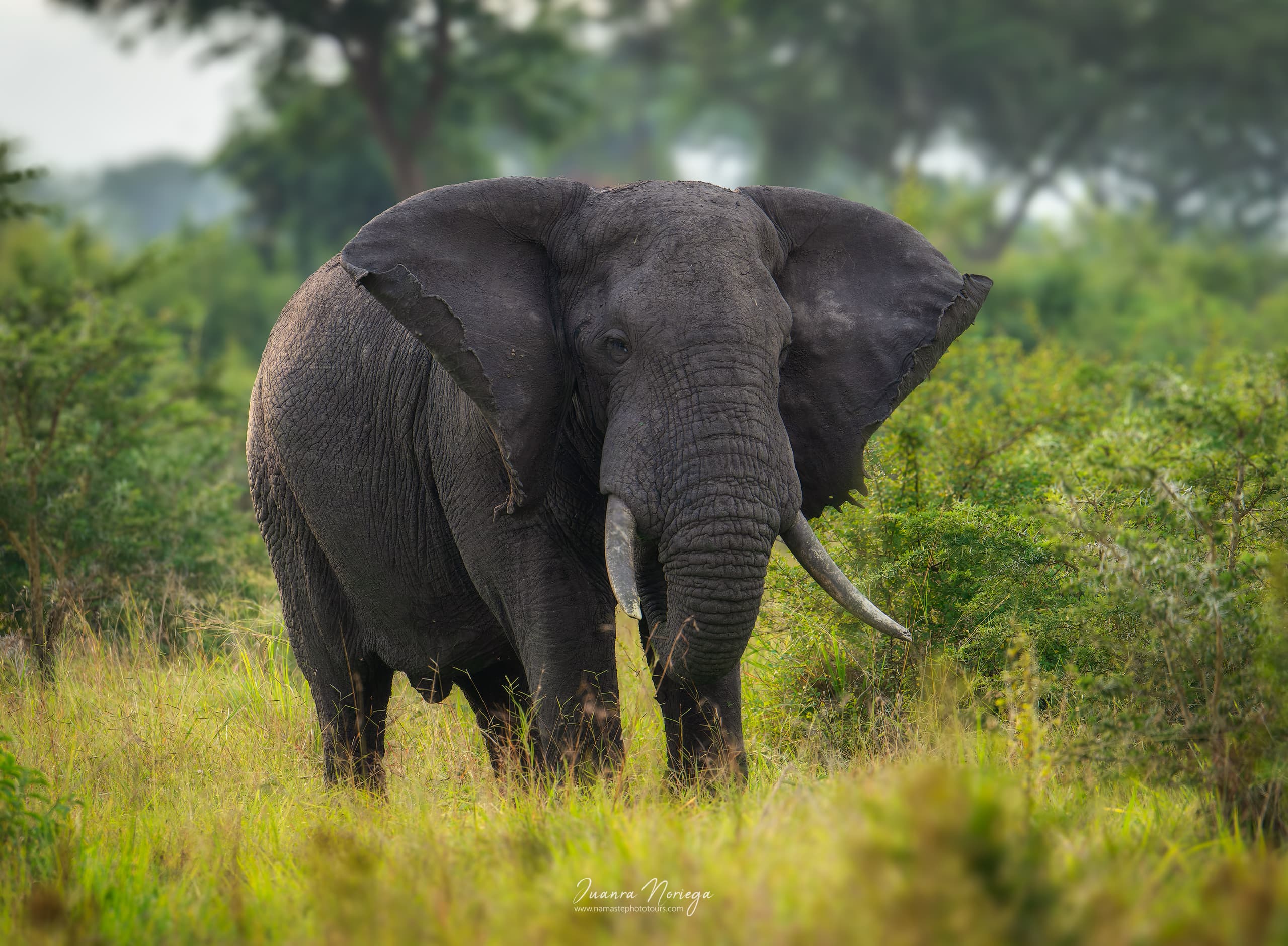 Elefante en Uganda