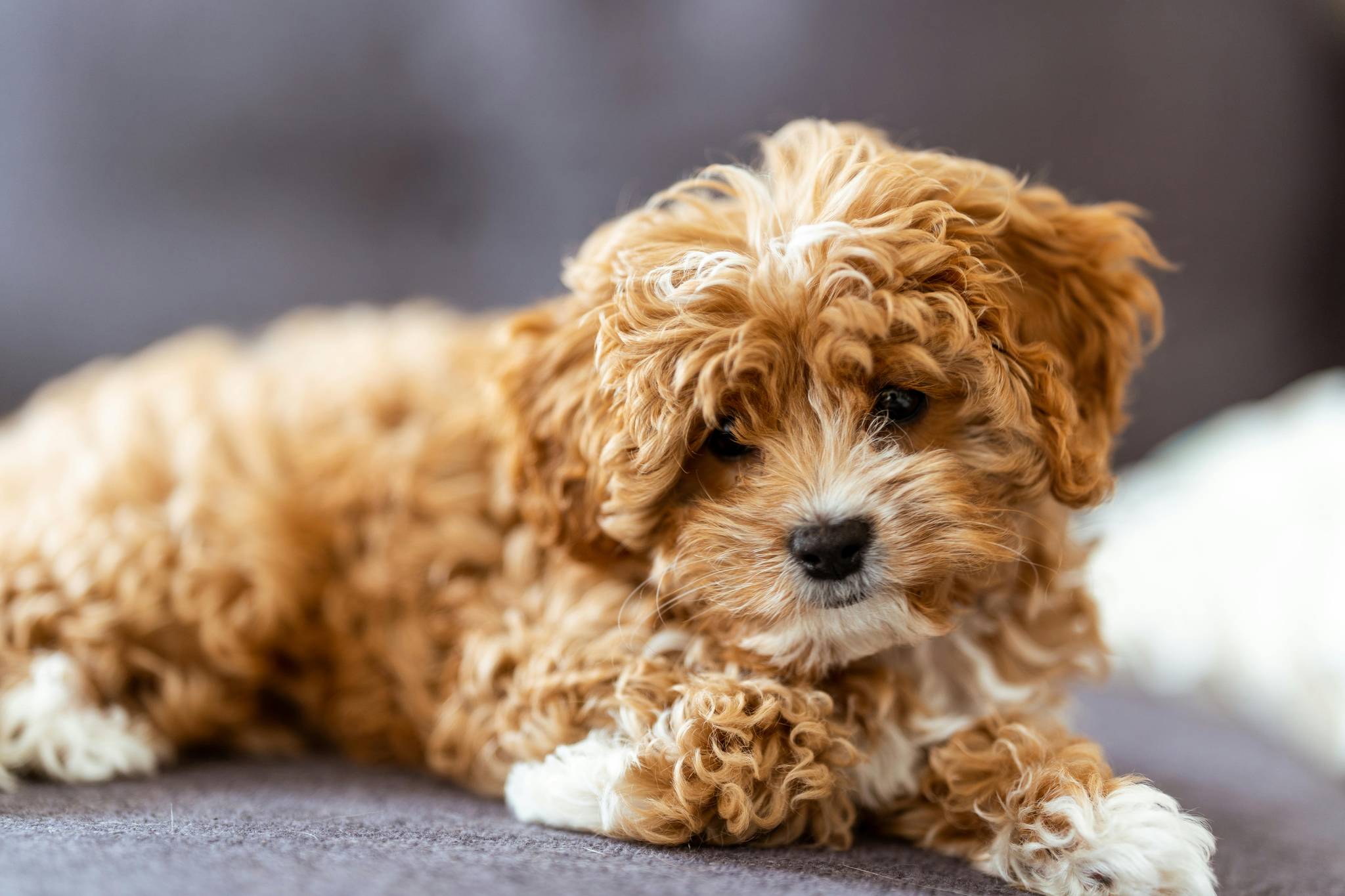 Cavapoo Physical Characteristics