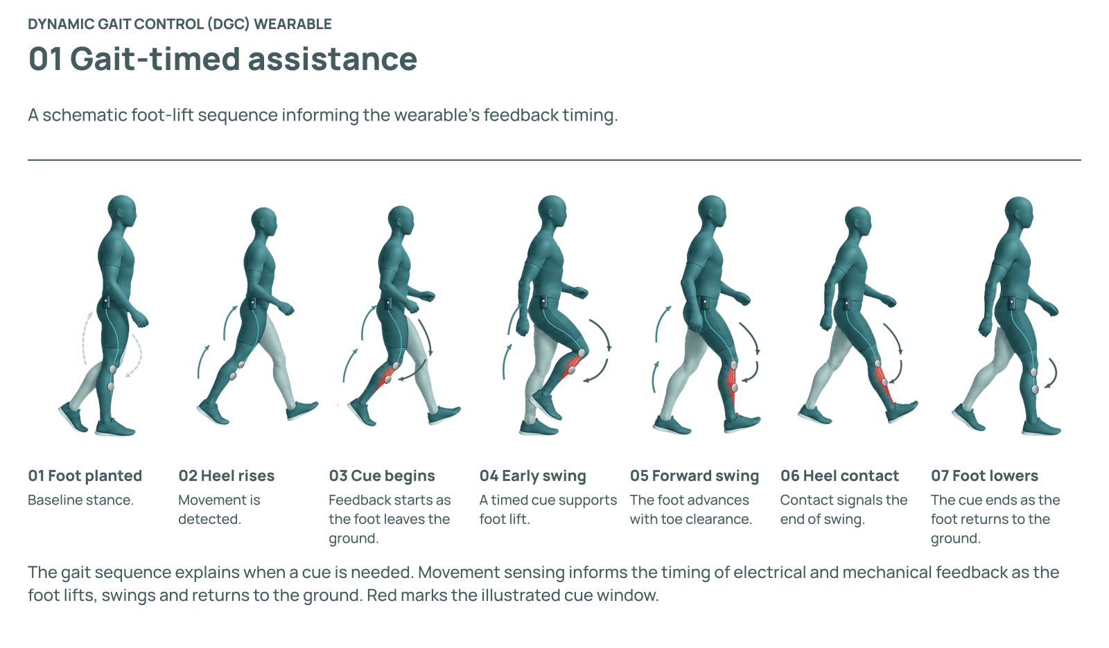 Seven-stage gait-timed assistance sequence from foot planted through heel rise, cue onset, early swing, forward swing, heel contact, and foot lowering. Red marks indicate the illustrated cue window.