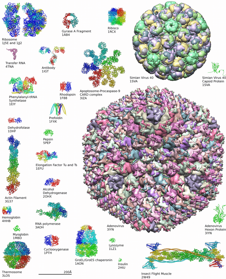 protein design