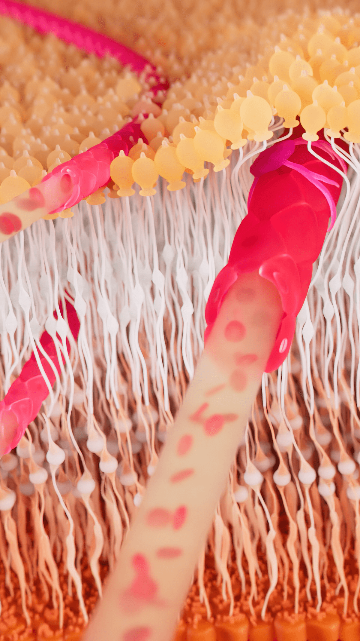 Cut-out blood vessel inside the retina in the human eye