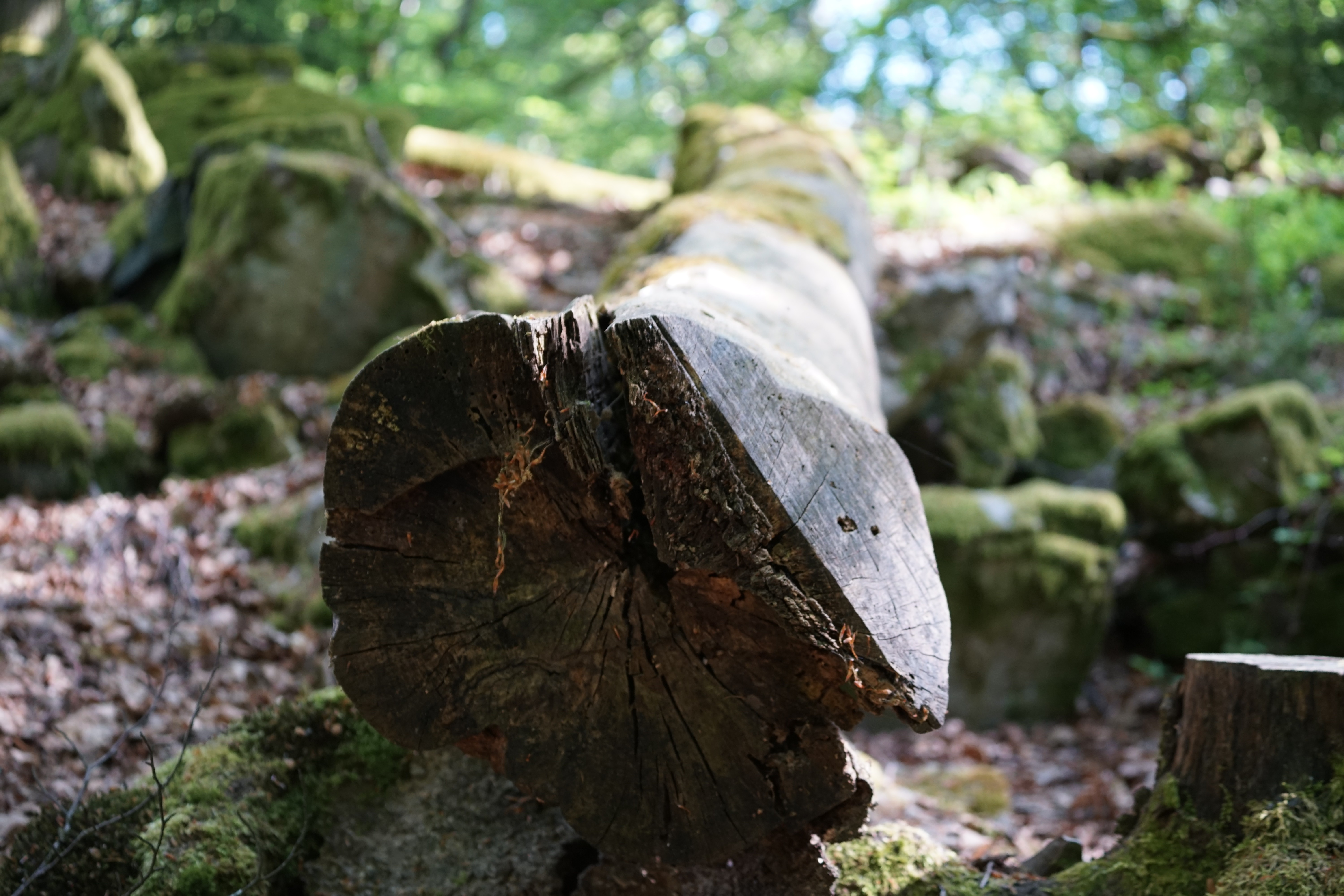 gefallener Baum im Nationalpark