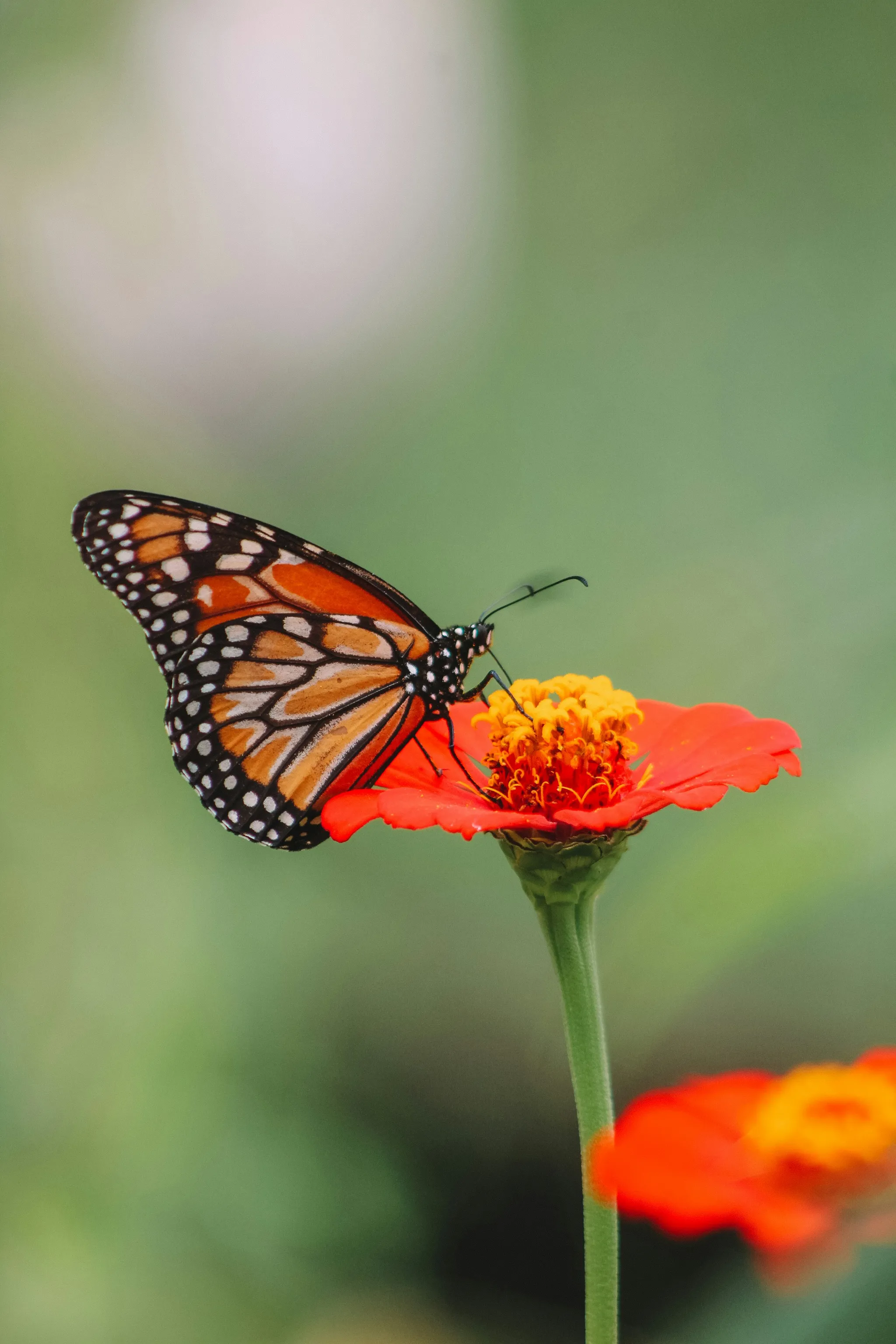 Mexican monarch butterfly population surges 64% in a single year