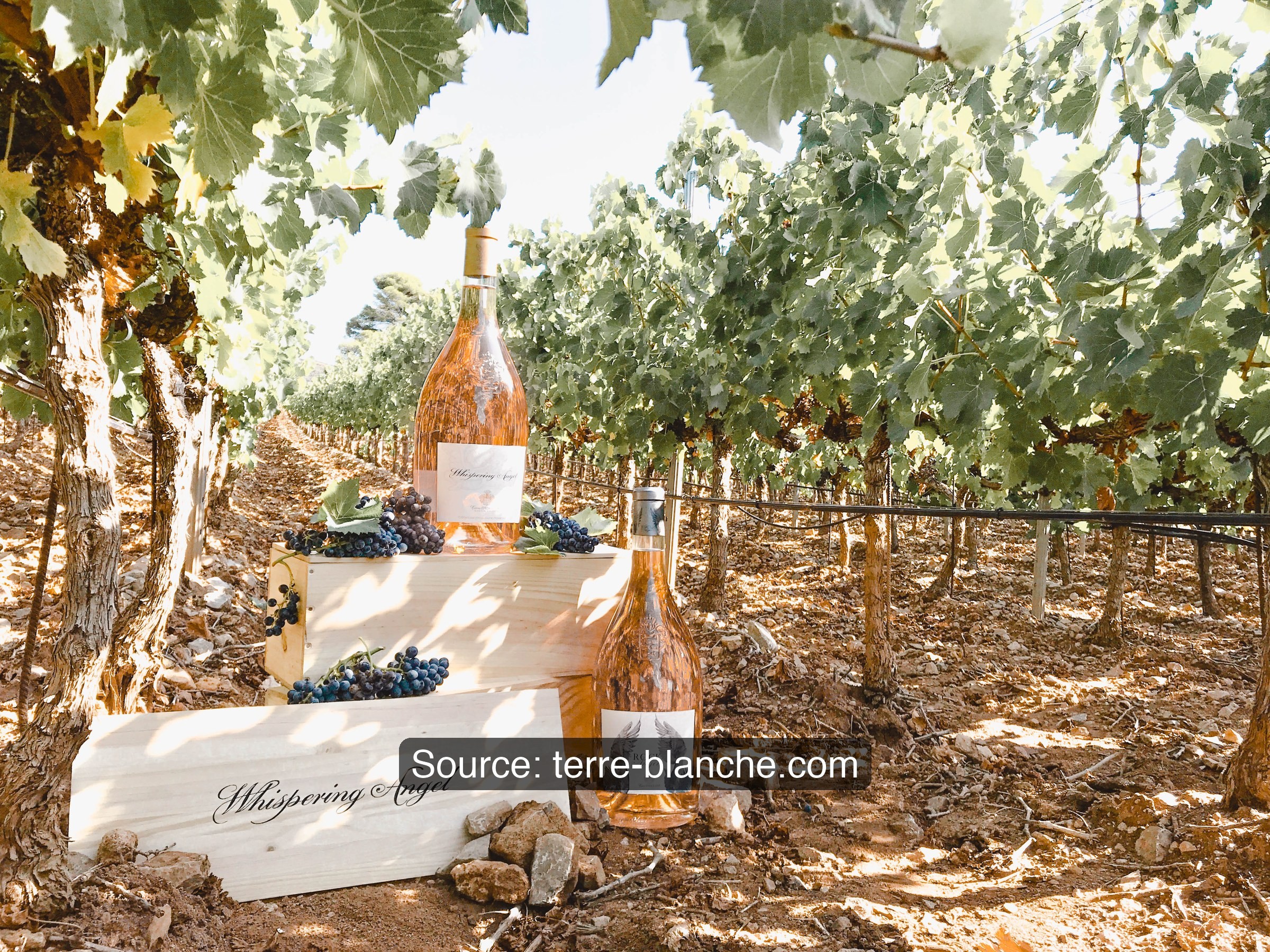 Rosé bottle among the vines in Provence