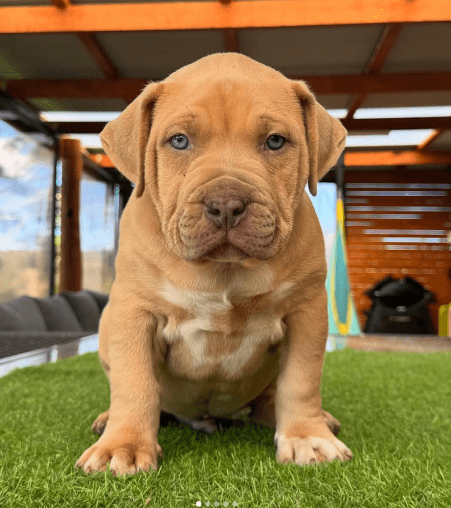 A dog sitting on grass

AI-generated content may be incorrect.