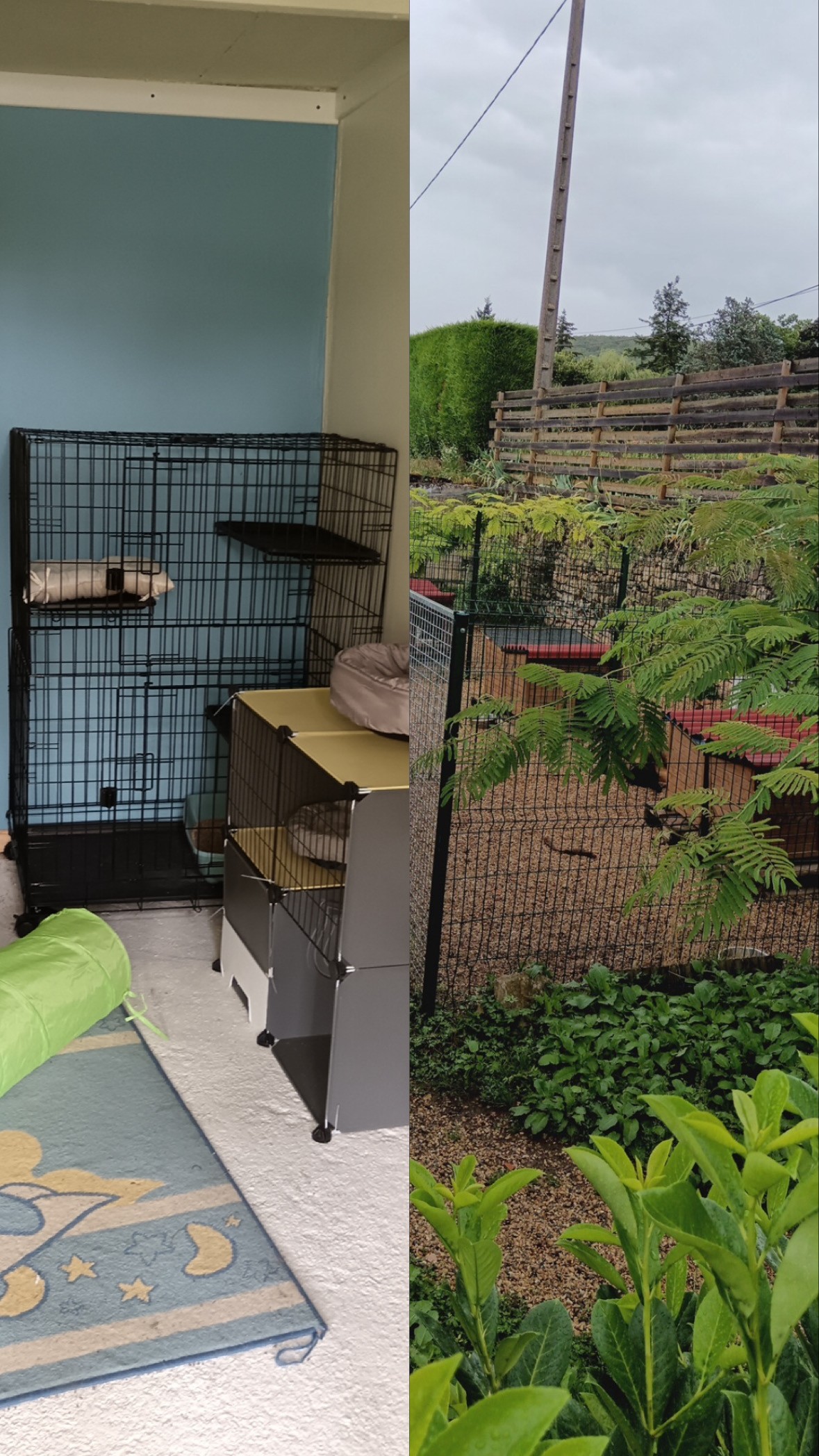 Accueil chaleureux et sécurisé pour chiens et chats, avec attention individuelle et suivi quotidien.