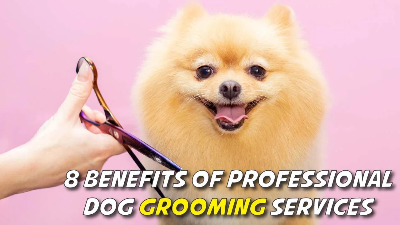 Benefits of Professional Dog Grooming Services