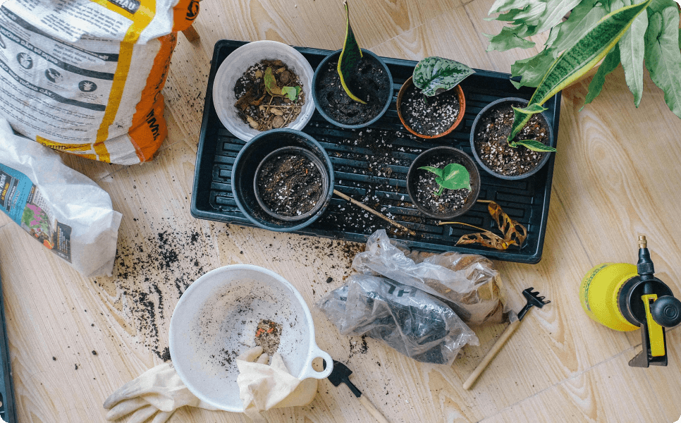 Seeds unboxing