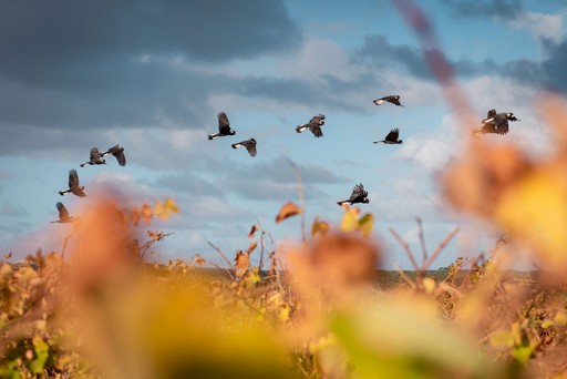 black cockatoos in flight over vineyard