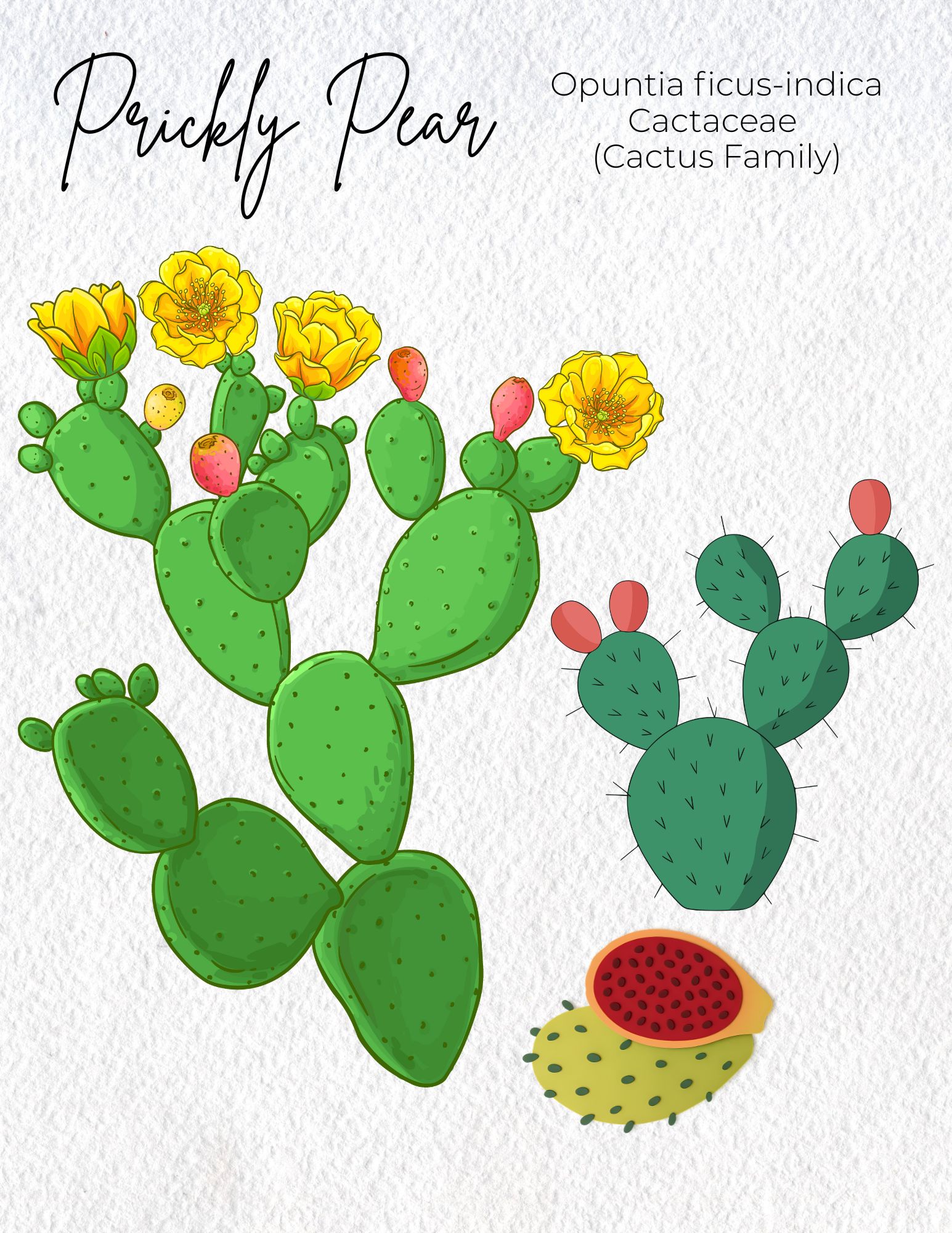 Materia Medica Prickly Pear