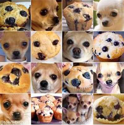 Chihuahua or muffin? My search for the best computer vision API