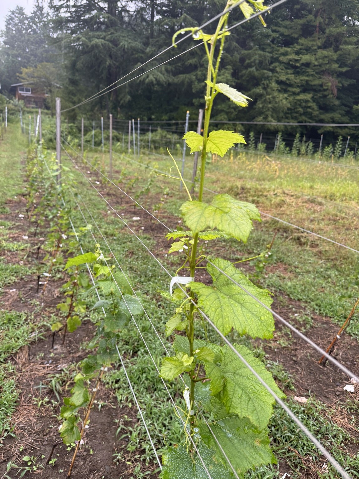 水滴の残る葉。雨の多かった夏の記録です。
