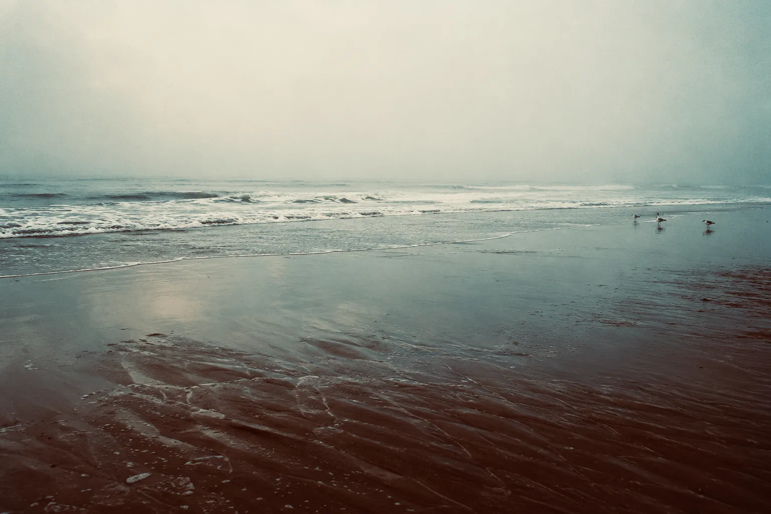 A wet sandy beach in fog, small waves breaking and three gulls standing at the water's edge.