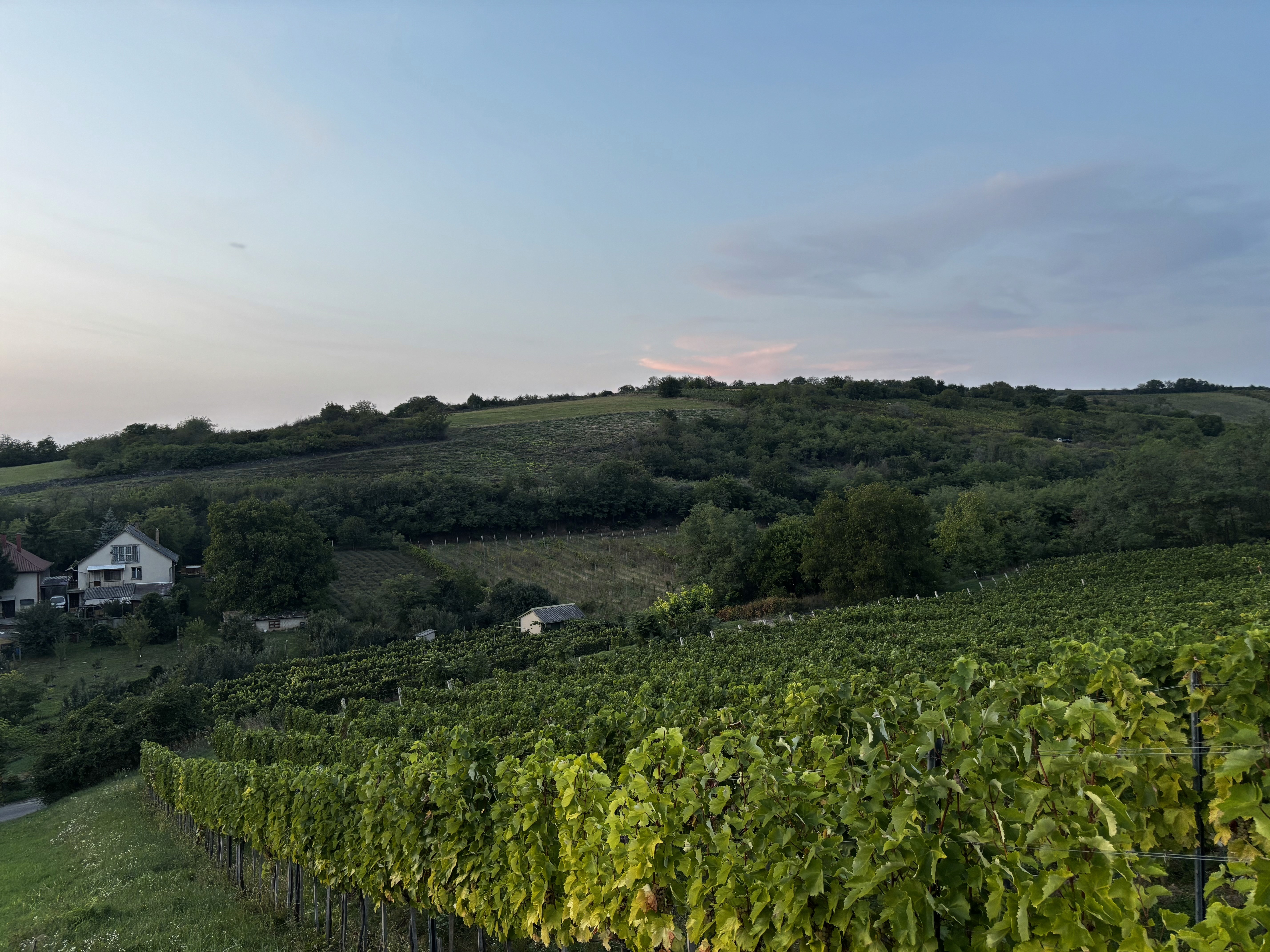 Hero ImageFestői szőlőültetvény húzódik végig egy lankás domboldalon naplementekor, puha pasztellszínű ég alatt, zöld szőlősorokkal és egy bájos kis házzal a domb szélén.