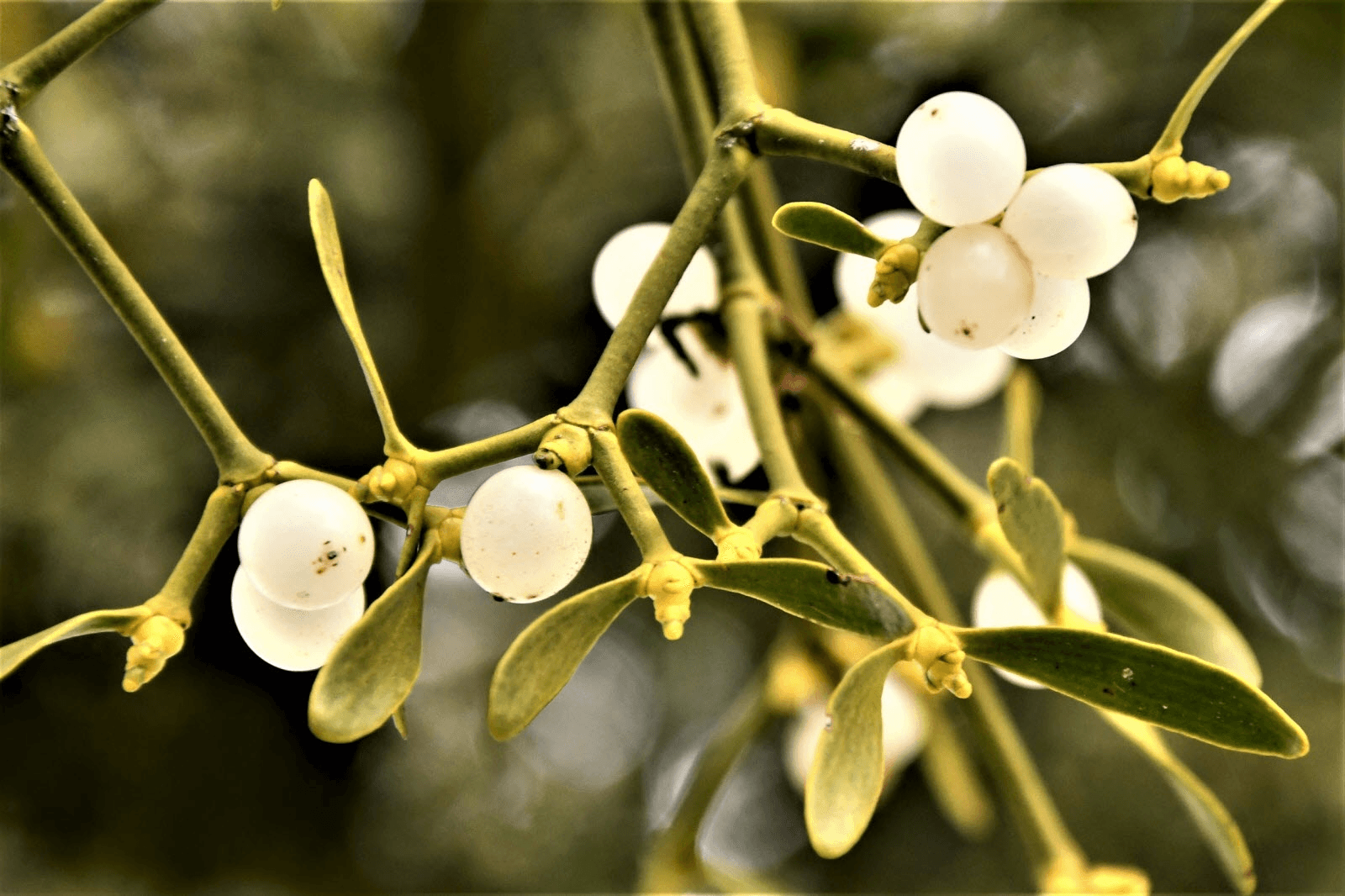 Gui arbre