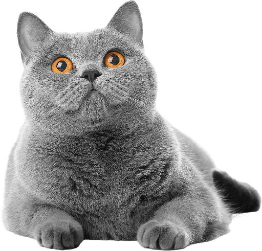British Shorthair cat with a healthy, groomed coat from pet groomers in Dubai.