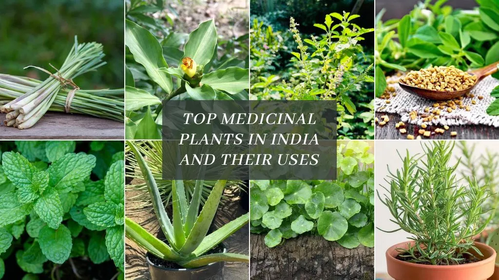 Top Medicinal Plants in India and Their Uses in India