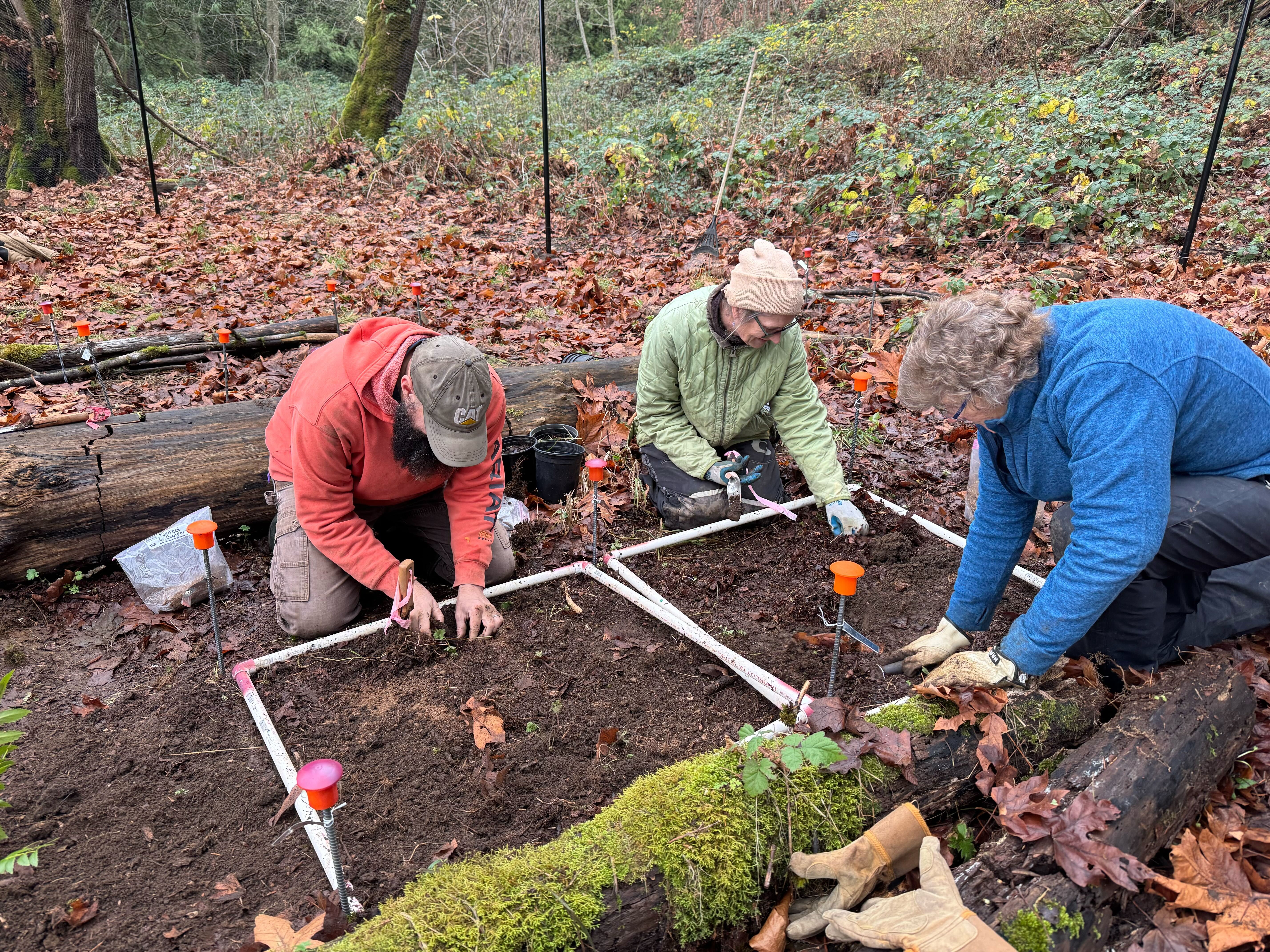 People planting ginseng