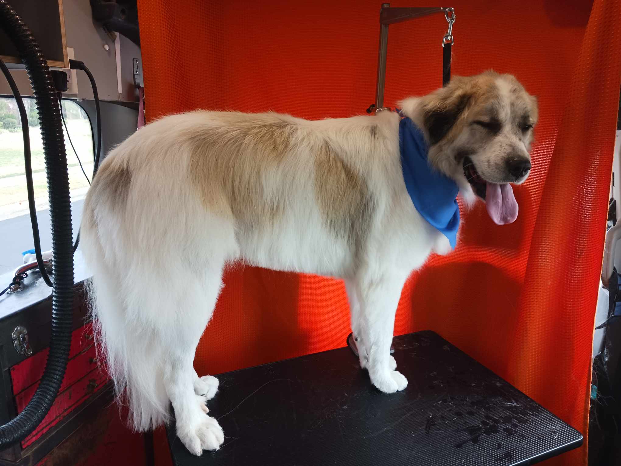 Dog Bath & Trim- Dog Grooming Done by Wags To Riches