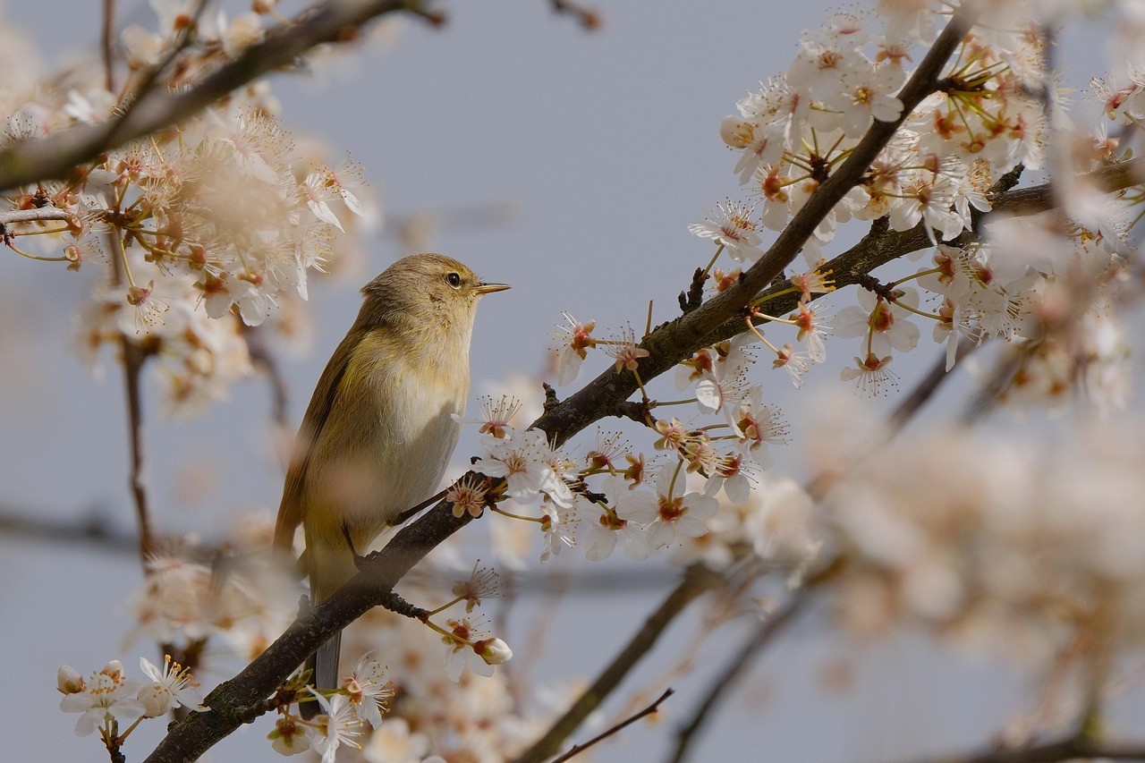 Bird on blooming tree