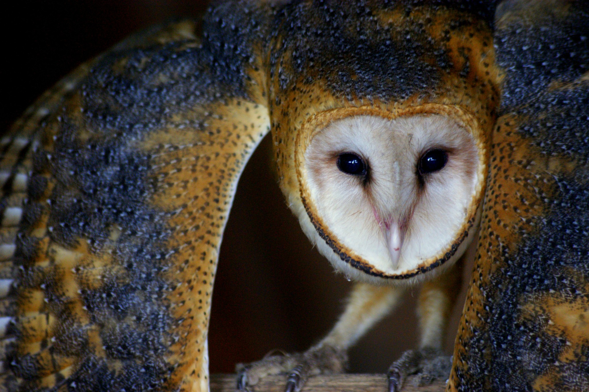 Owl crouched on branch