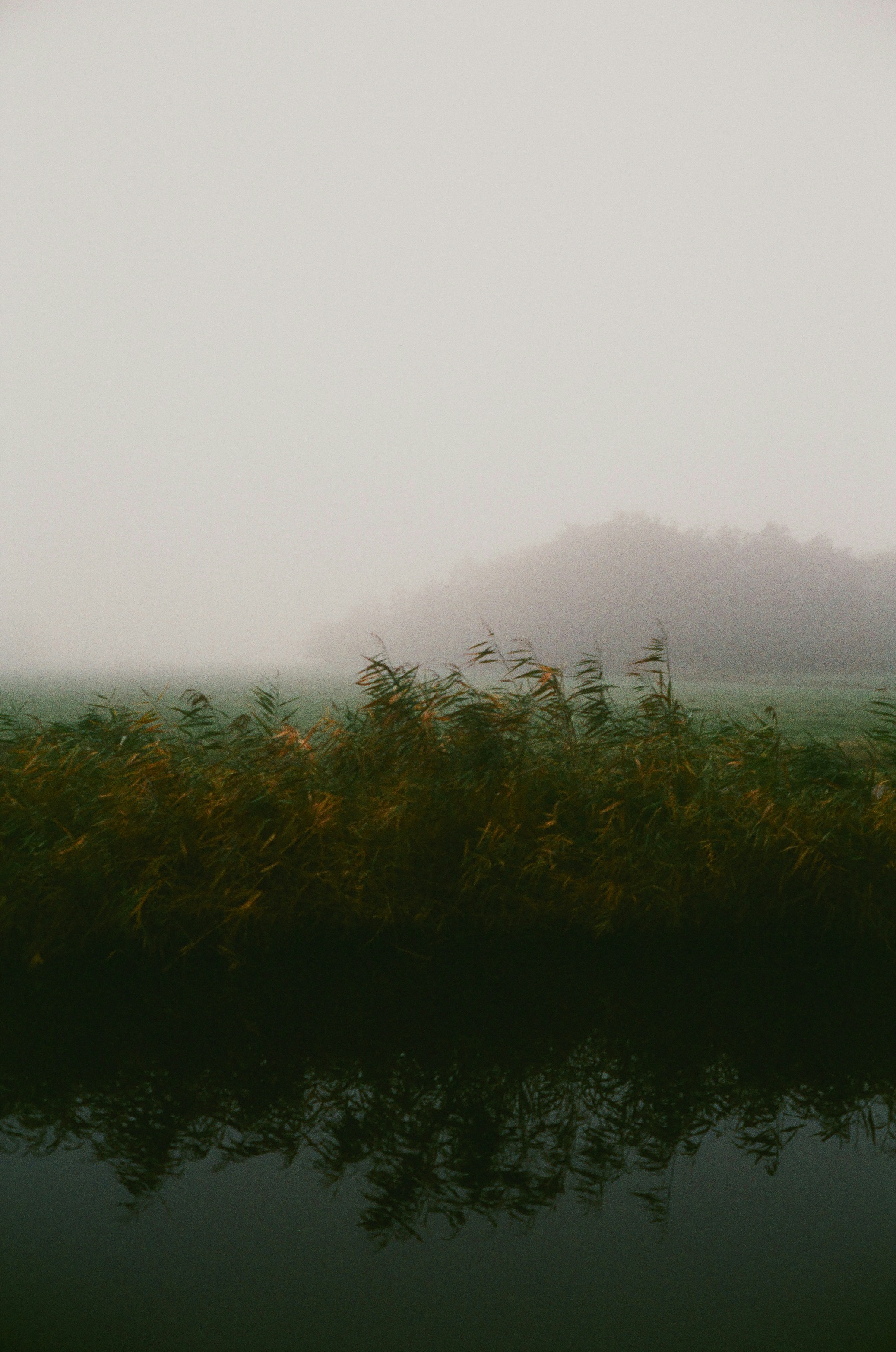 Reeds blowing in the wind by a misty lake