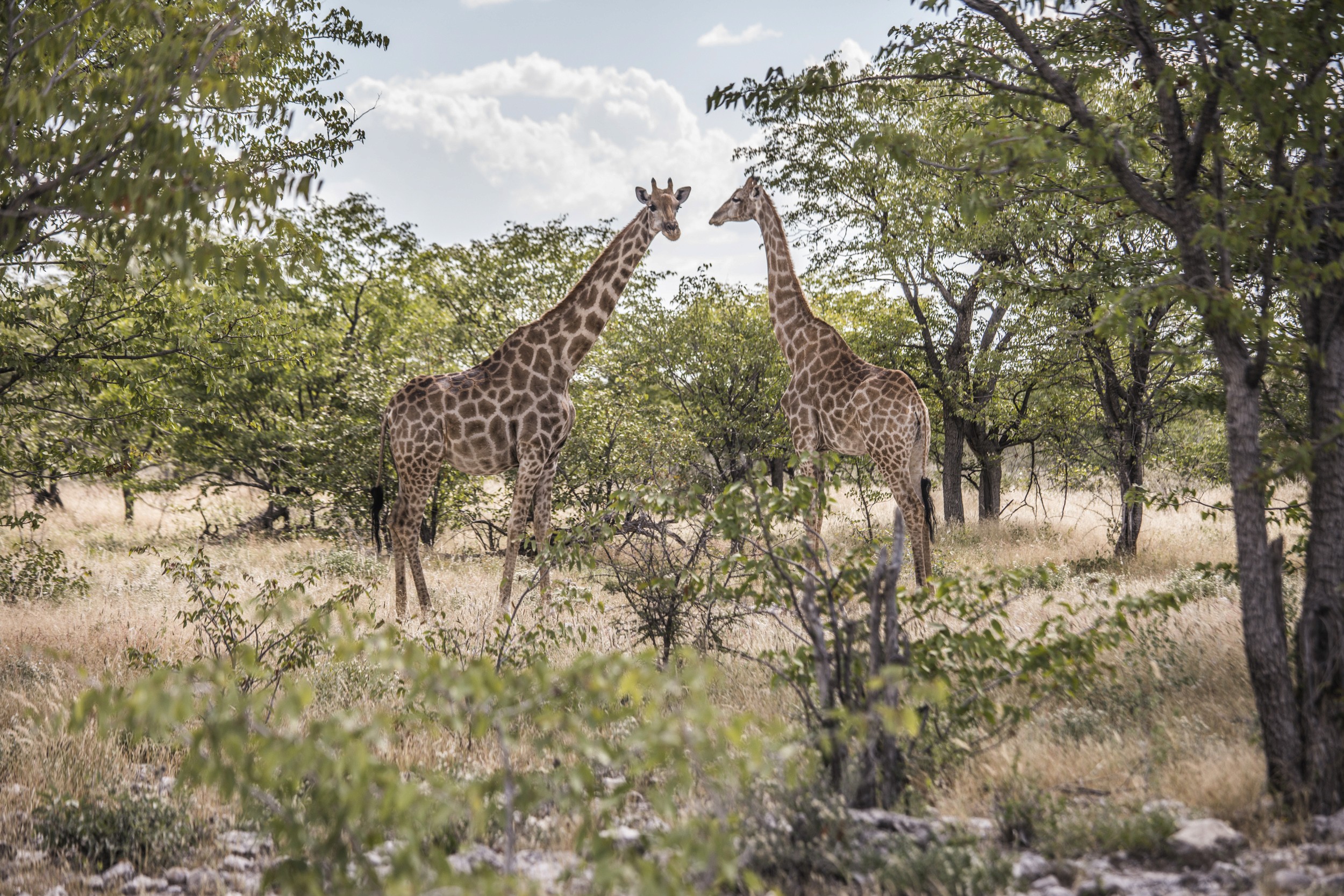 Giraffes