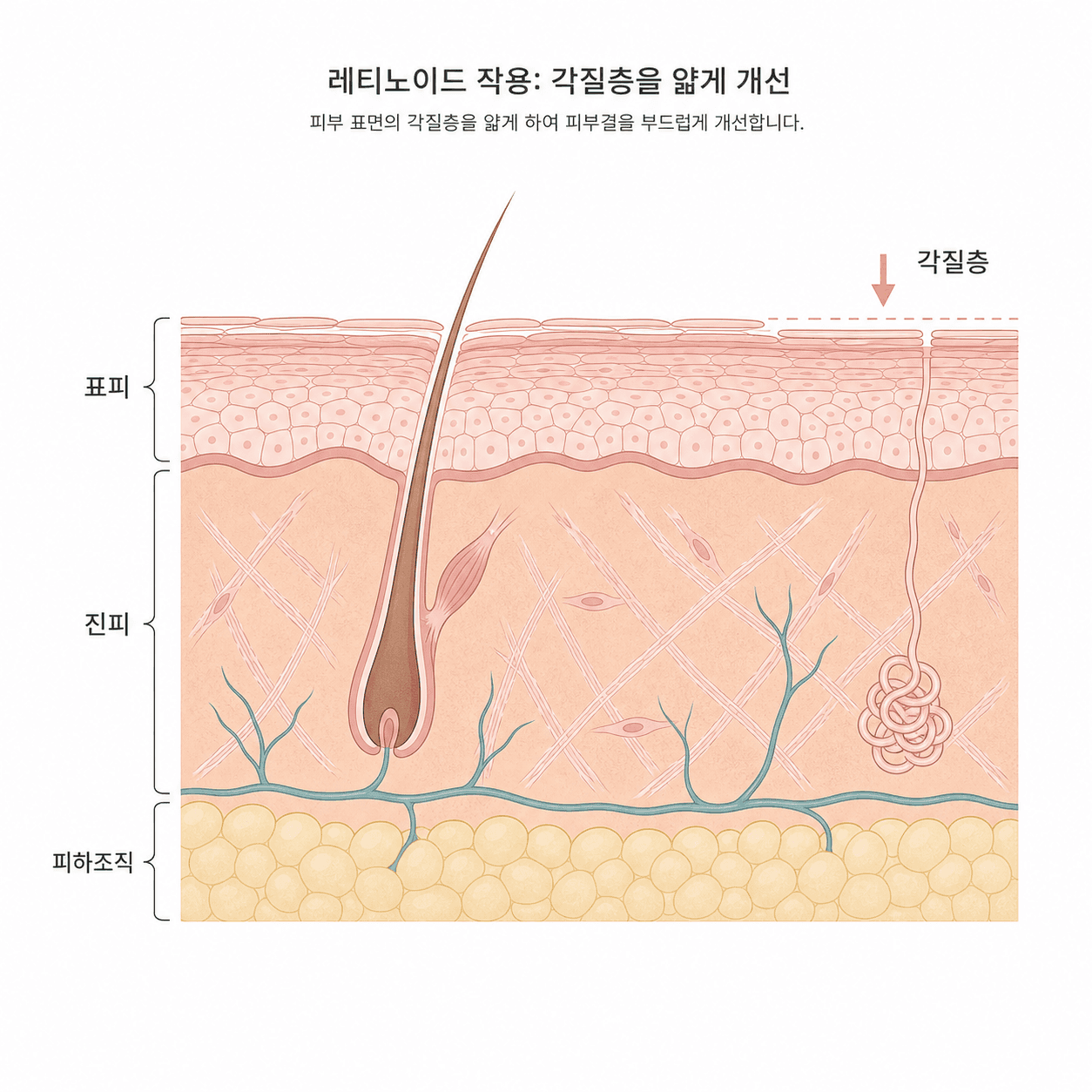 레티놀이 작용하는 피부층