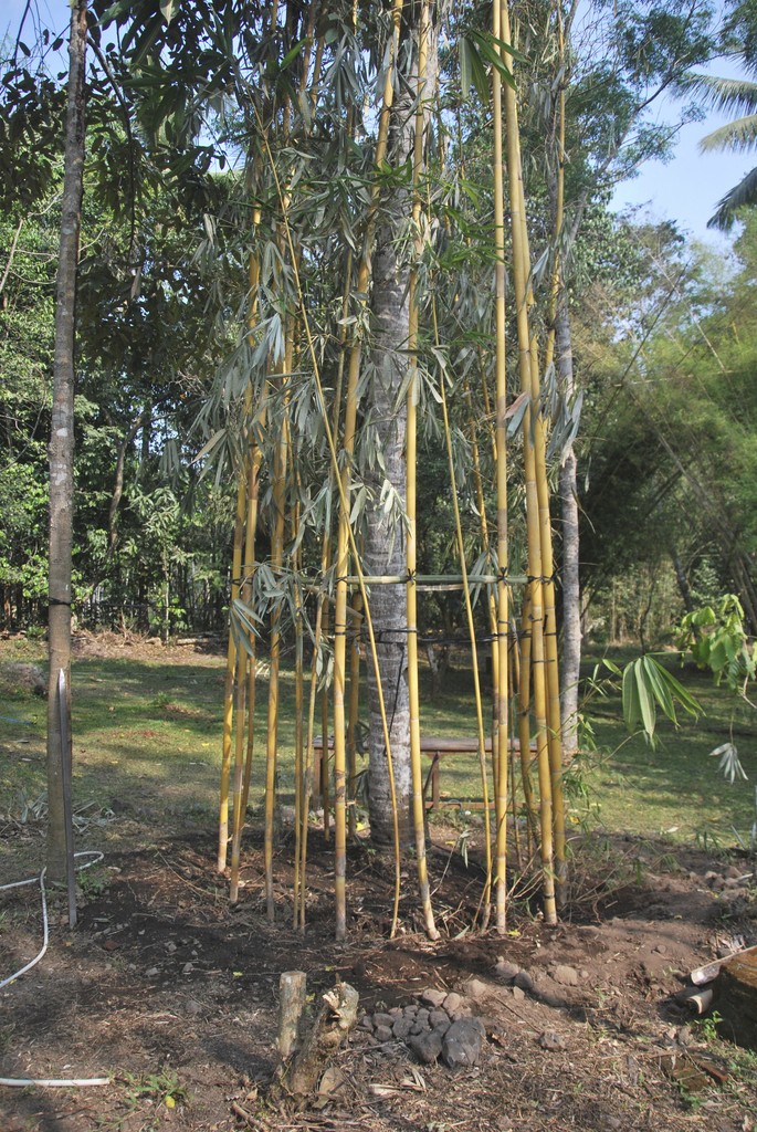 Sam Po (Drunken Tower / Mendem Kahanan) | Ruas Bambu Nusa