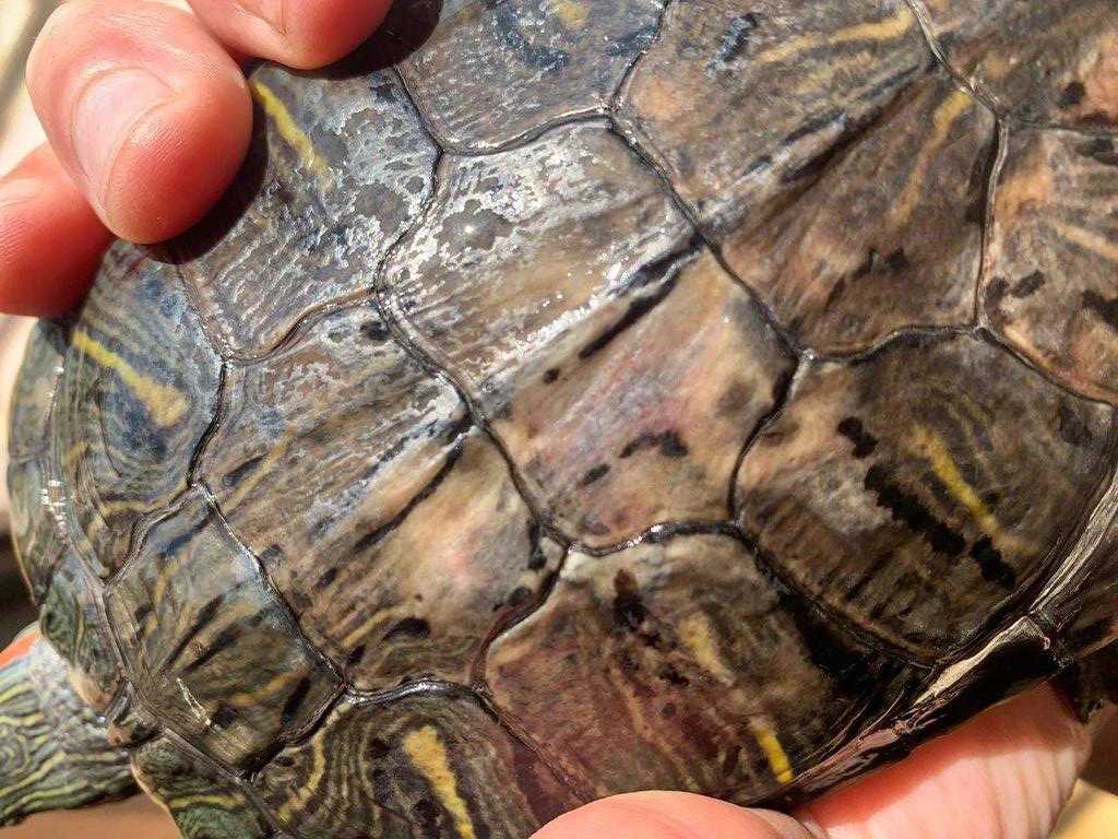 shell rot in turtles