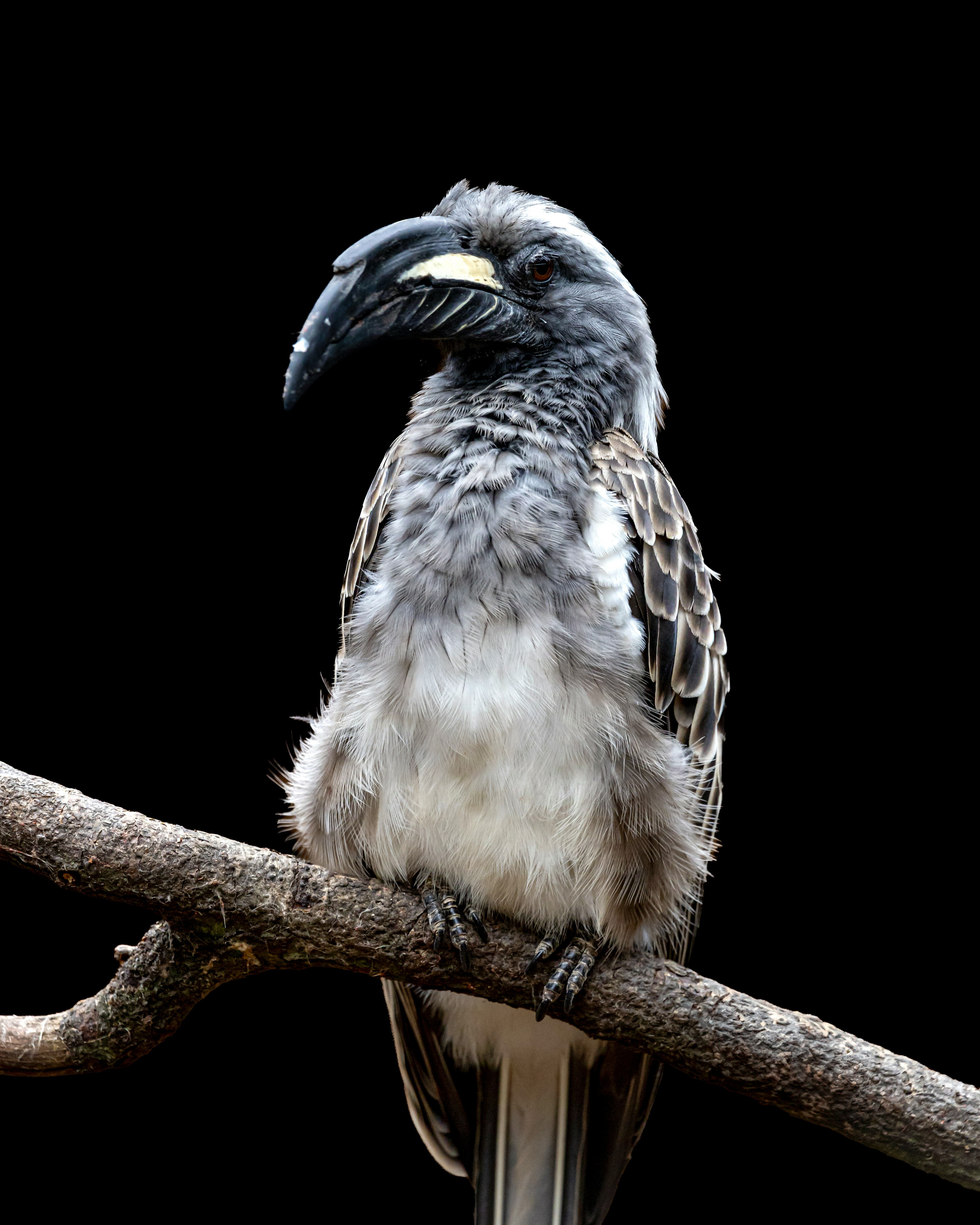 A grey hornbill sits on a branch.