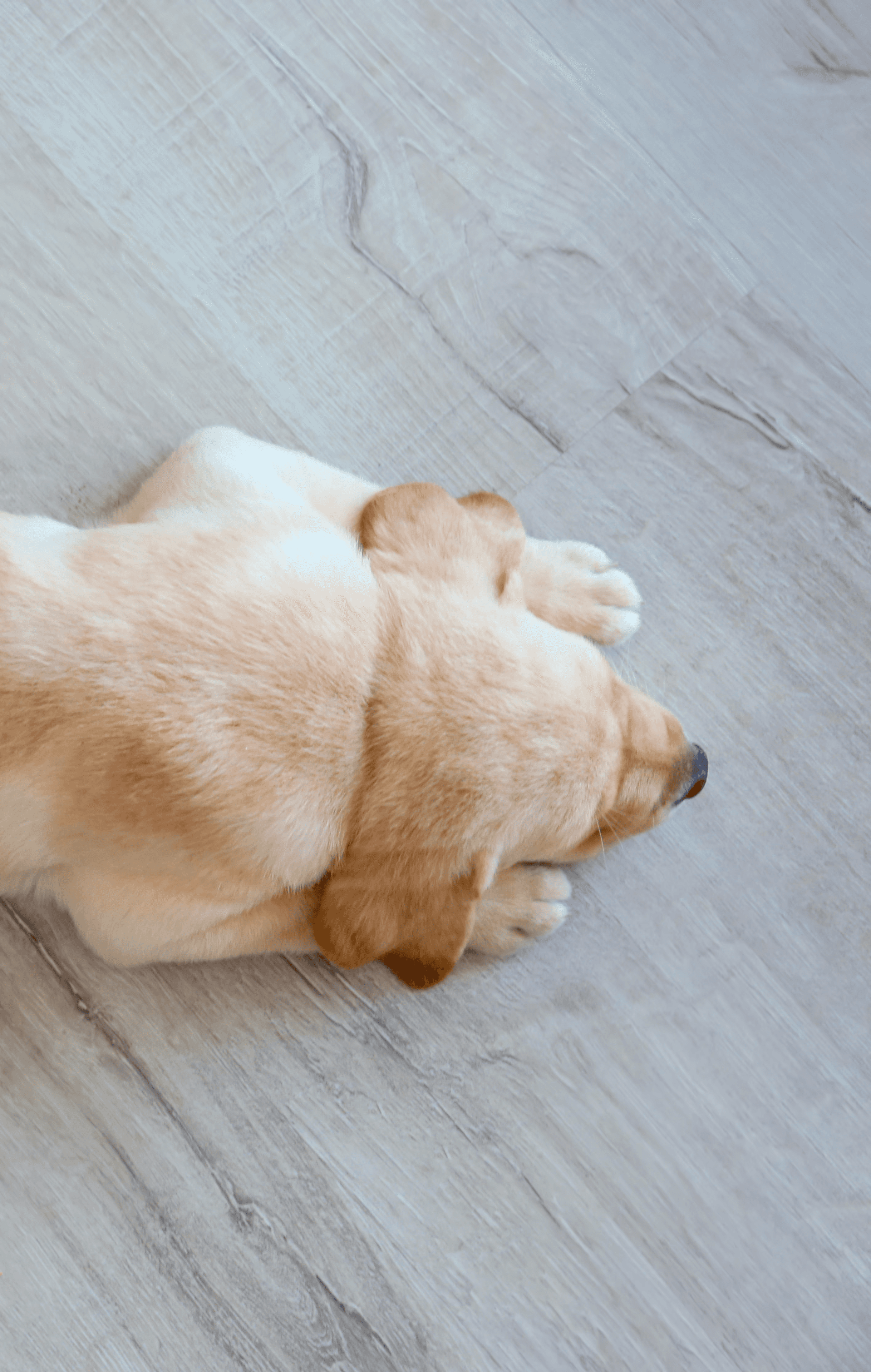 Worried about scratches and pet hair solved by pet-friendly flooring, so dogs can relax comfortably on durable floors.
