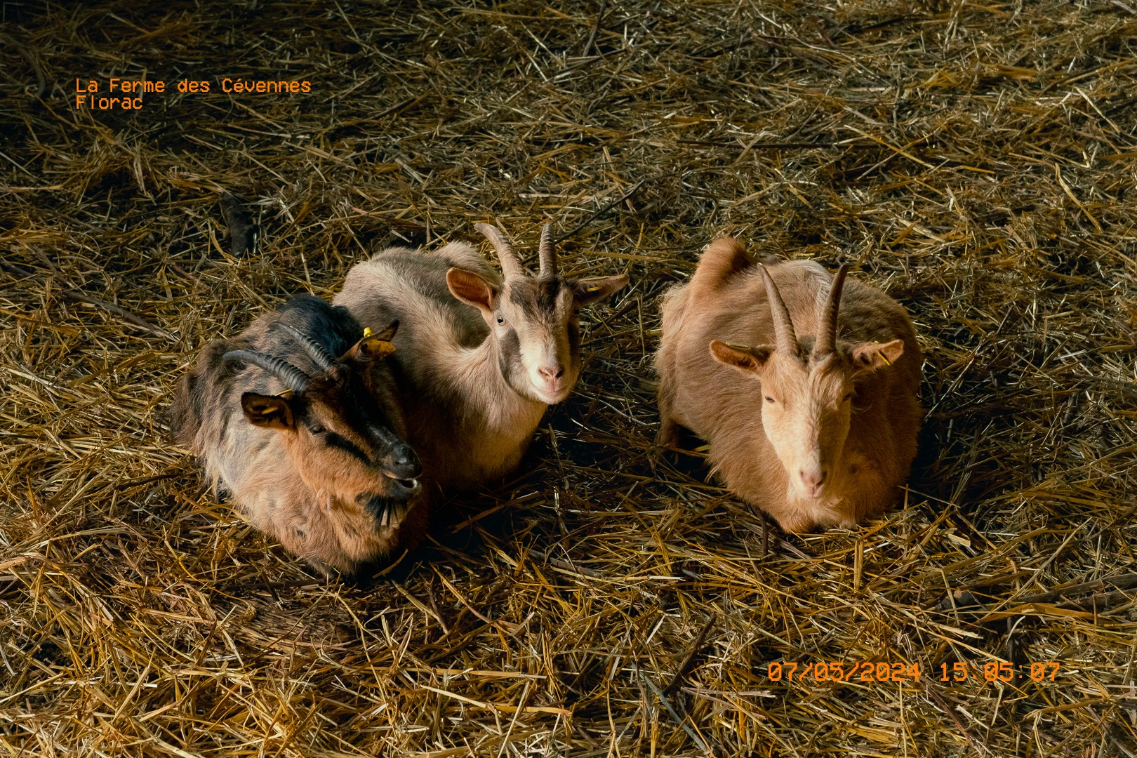 Trois chevrettes blotties sur la paille dans l'étable.  