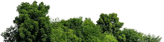 שיח ירוק ארוך מתחת לבנינים