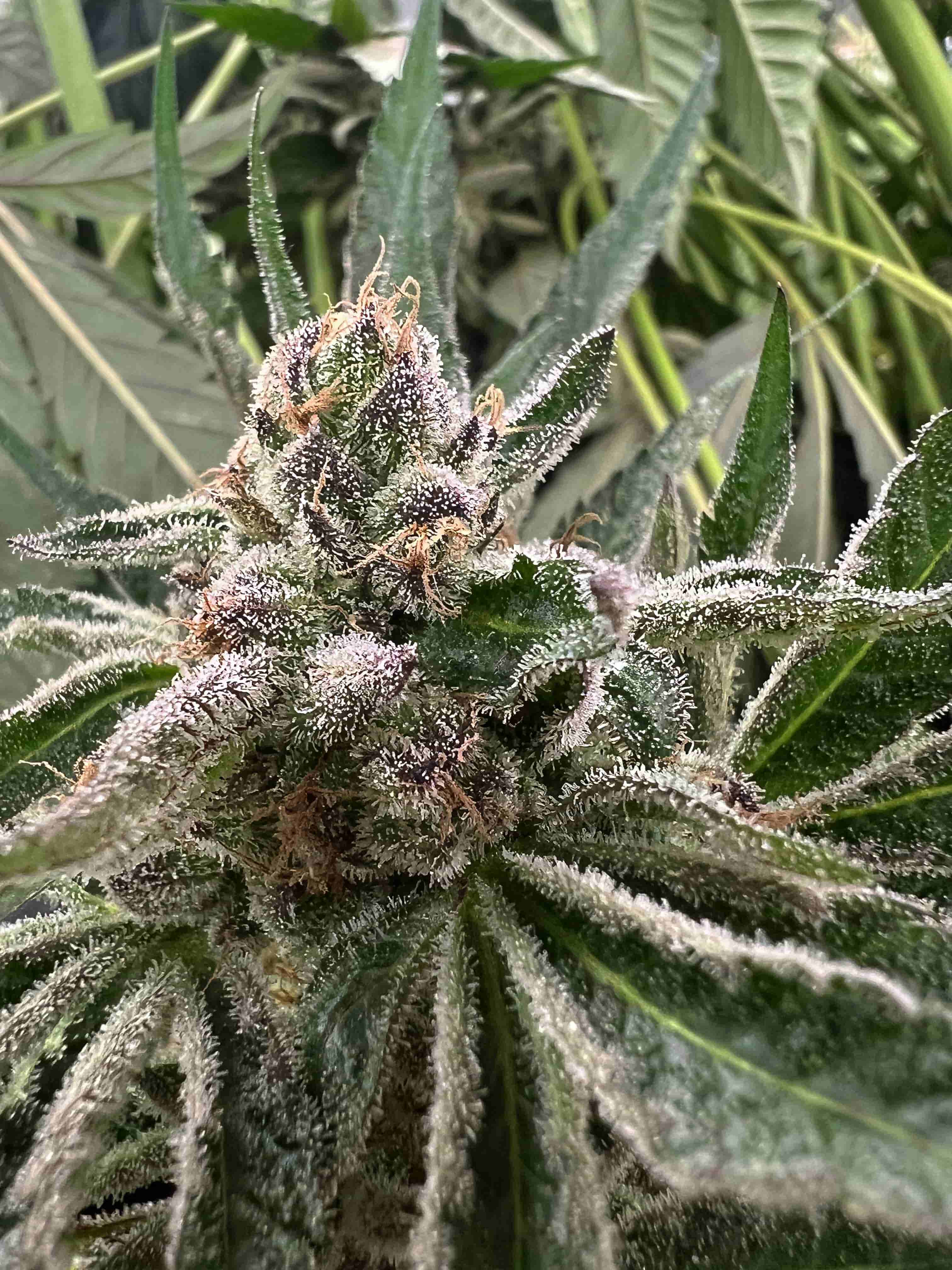 Lemon Cherry à la Mode cannabis flower — Sunkissed Farm, Windsor, Vermont