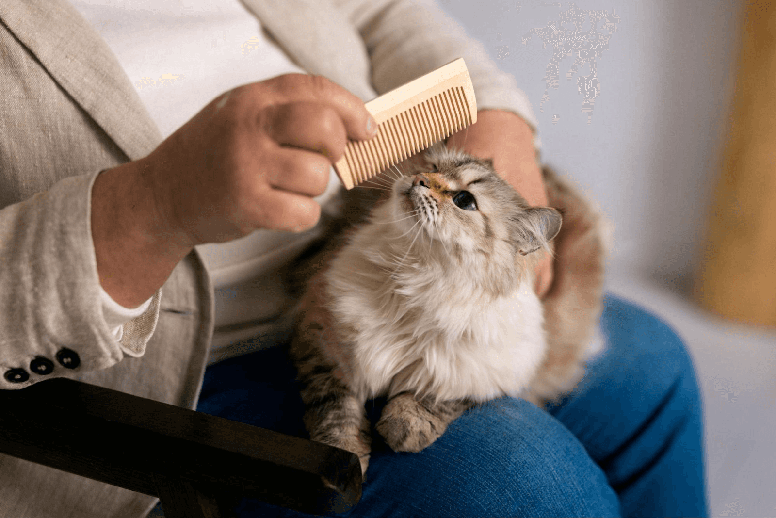 Owner gently grooming a fluffy cat with a wooden comb to check for cat fleas.