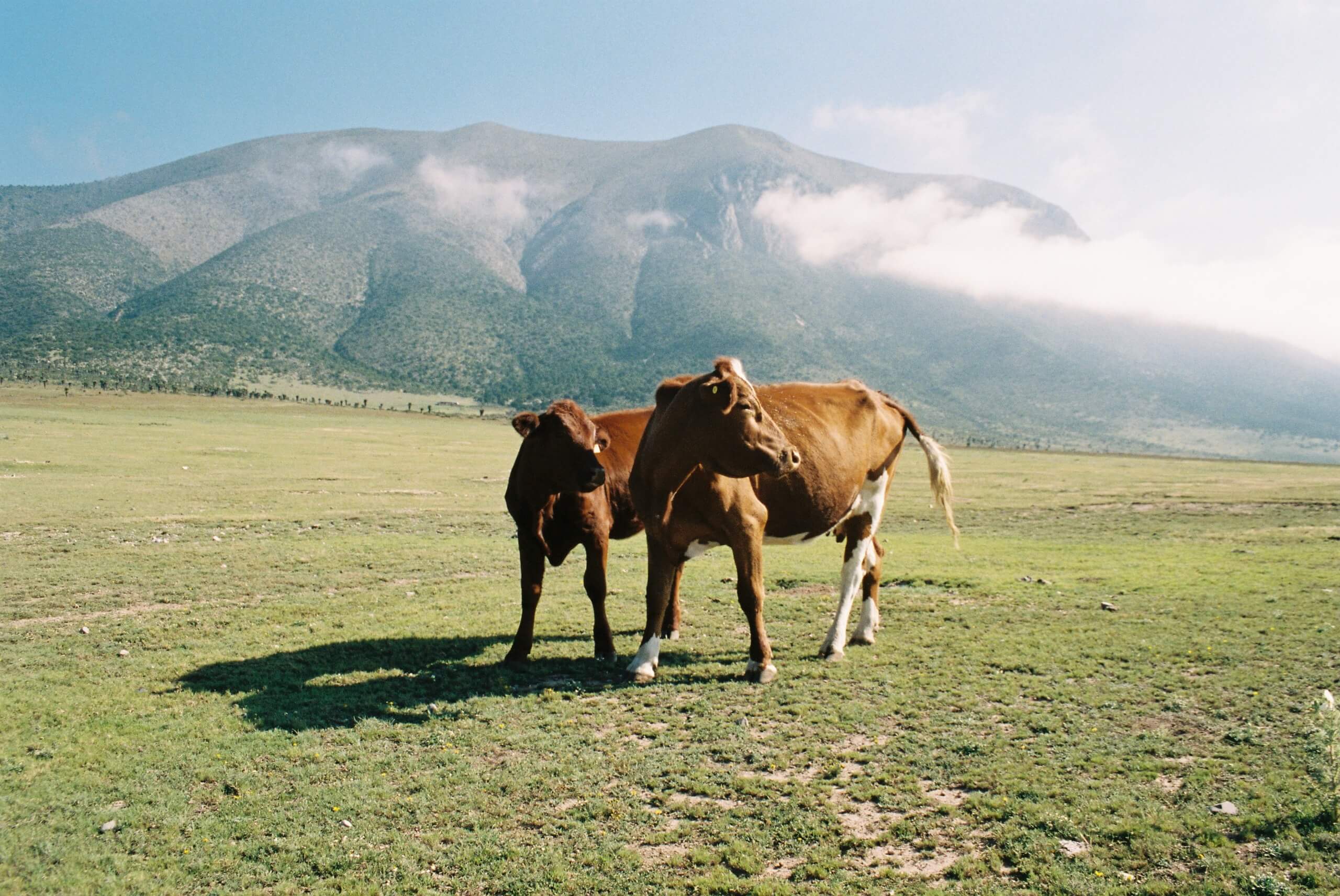 carlos vargas pons "metrópolis" en arte actual galería made week 2025 Arte y diseño en Monterrey