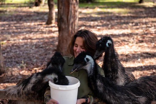 Exiting Emu Feeding! A lady is surrounded by 4 or 5 emus