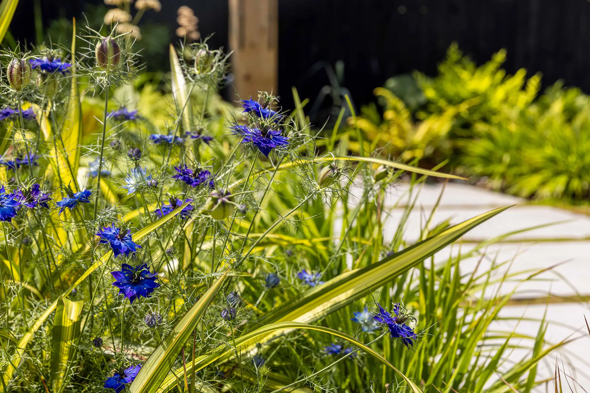 A close-up of green grass and blue flowers with a wooden path and lush greenery in the background.