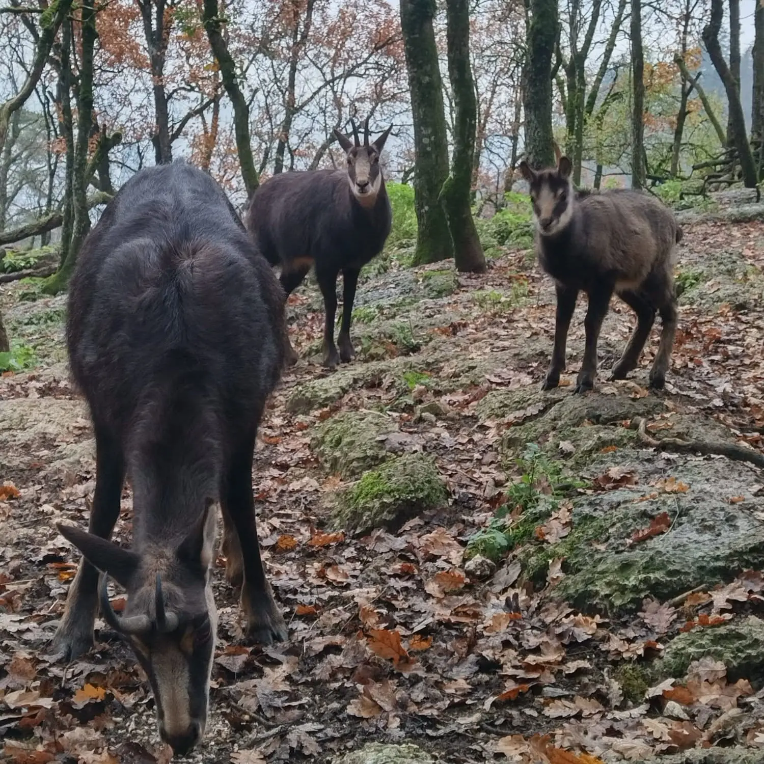 Gämsen im Tierpark Biel