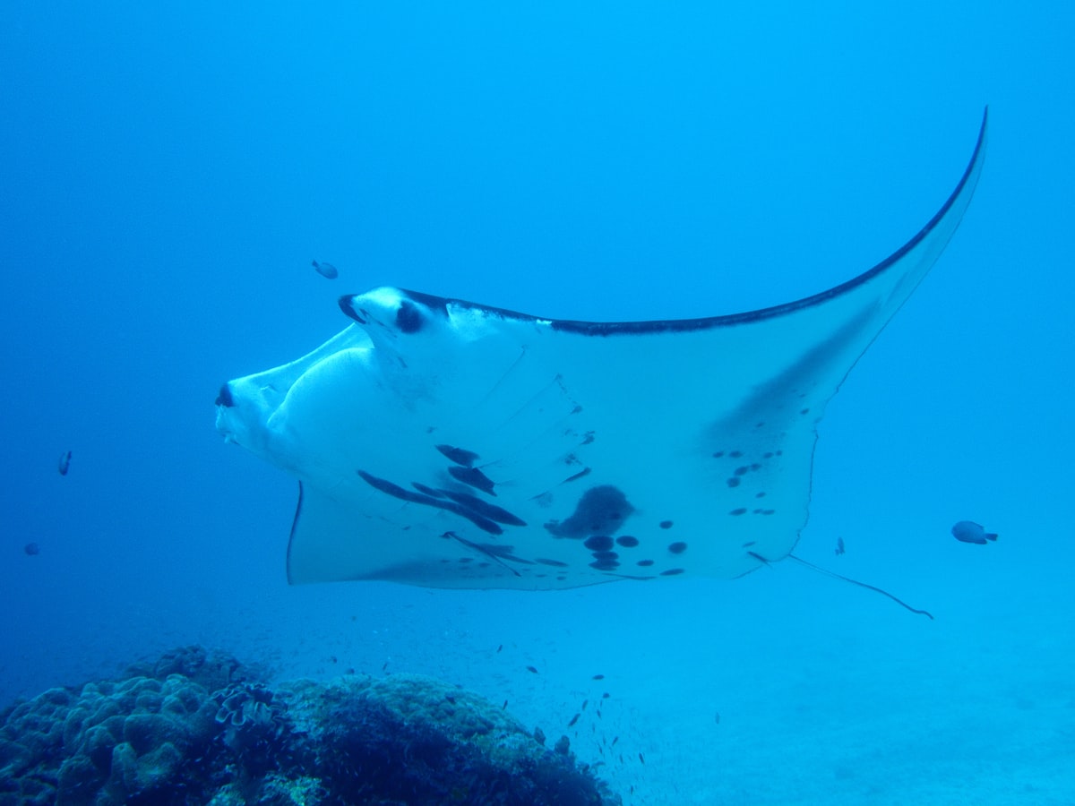 Reef manta ray gliding over a coral reef cleaning station