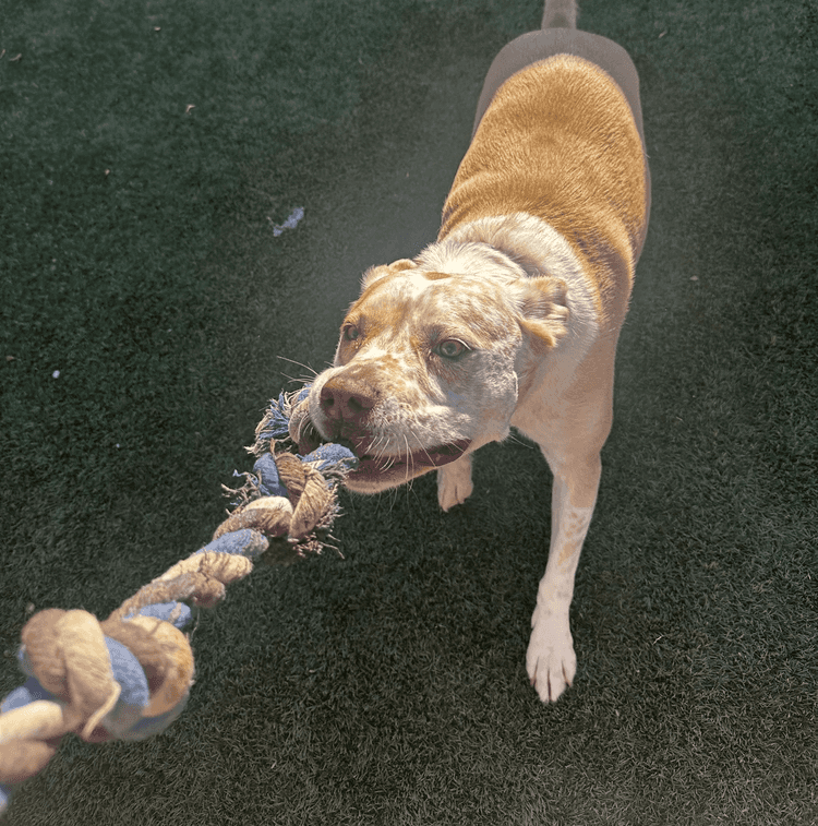 Dynamic picture of a cyclist riding downhill