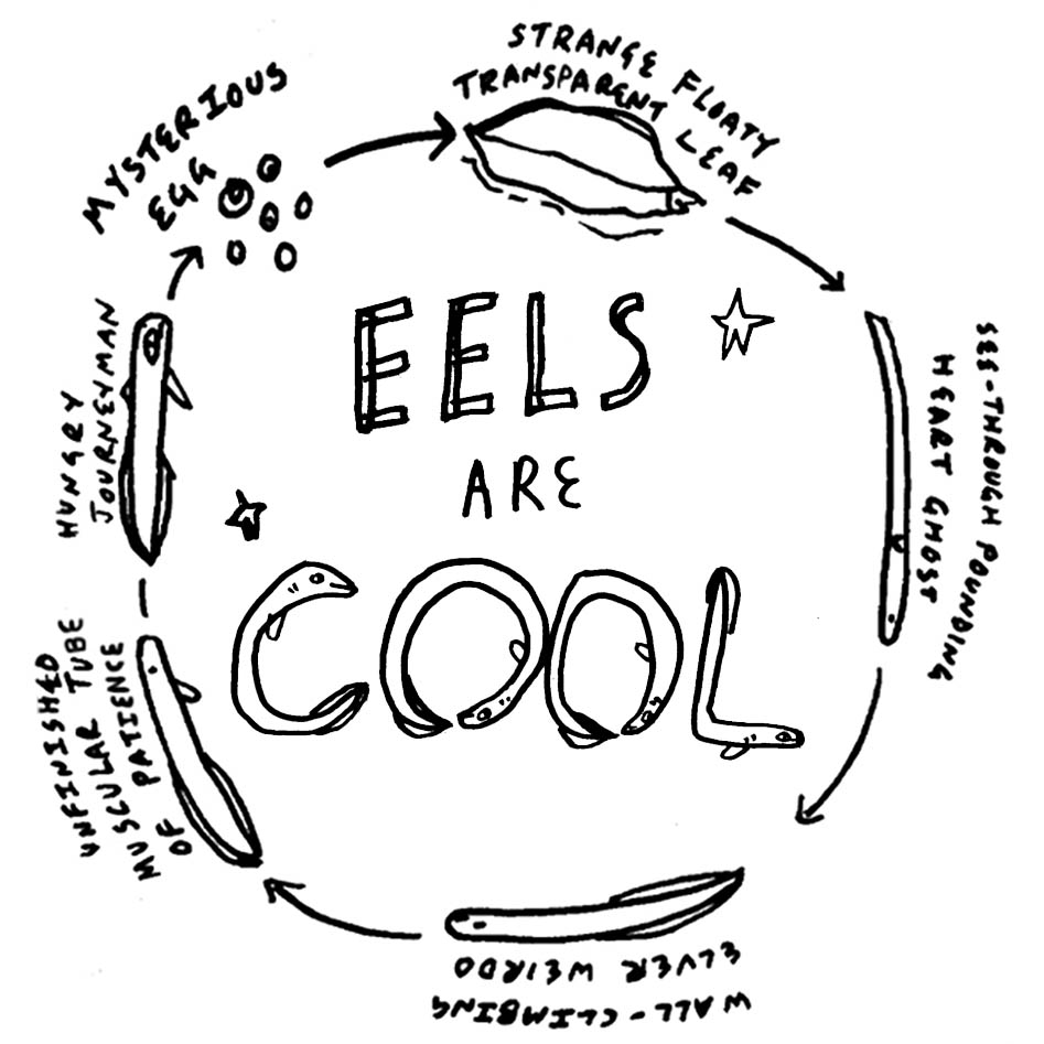 Eels are cool