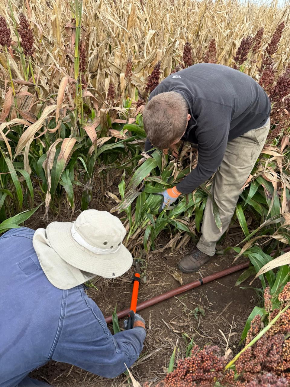 group of people using laptop computer