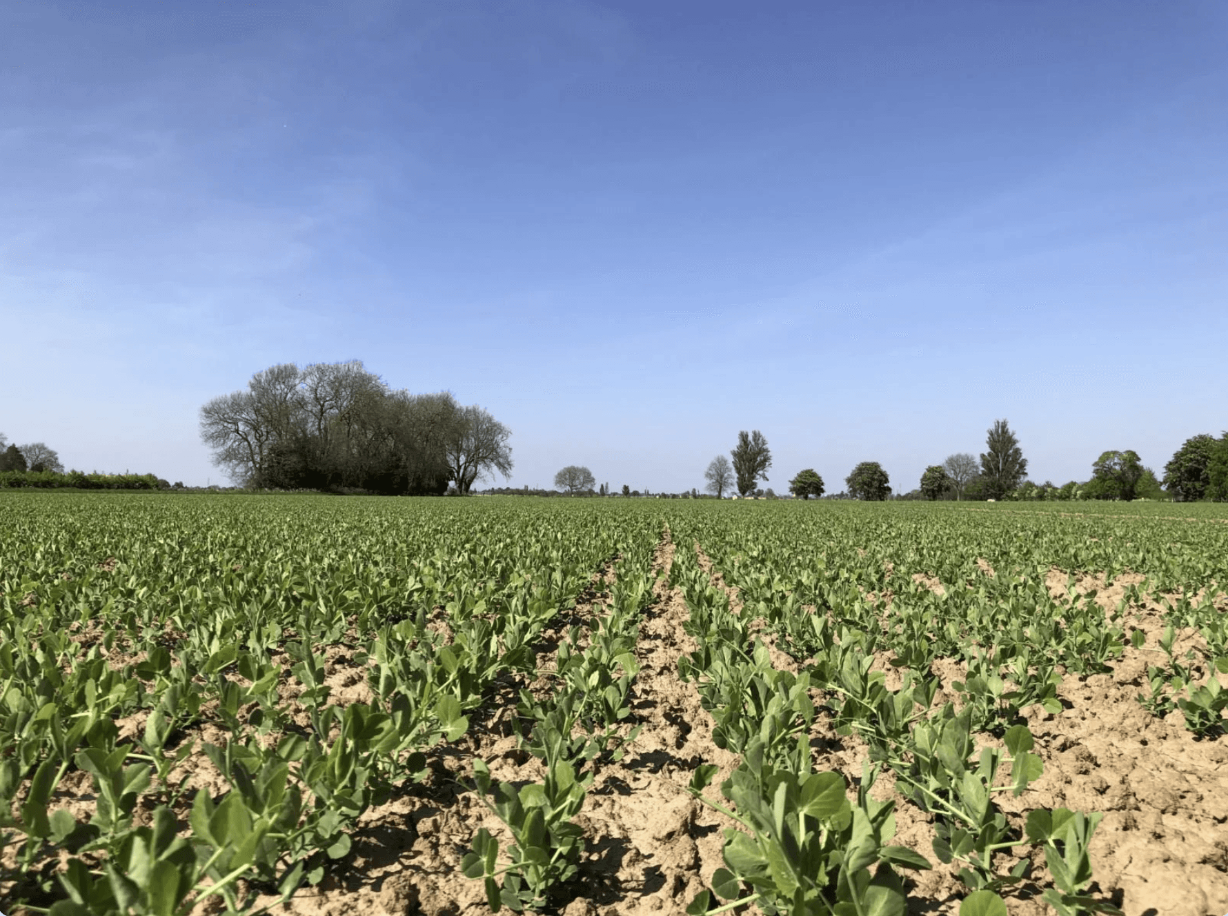 Drilled field showing early pea shoots growing. There are trees along the field line and a blue sky