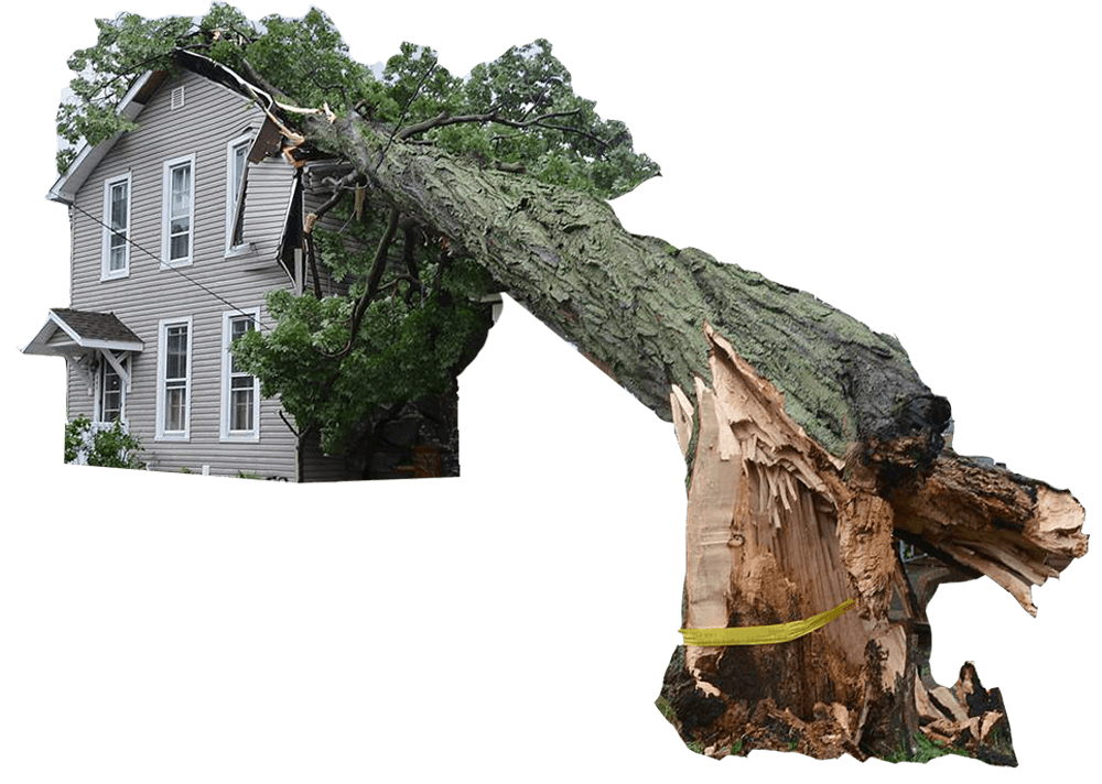 Emergency Tree Services