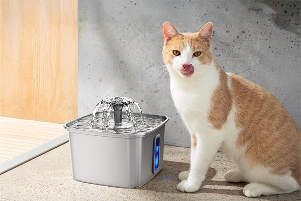 Finding the Right Feline Fountain