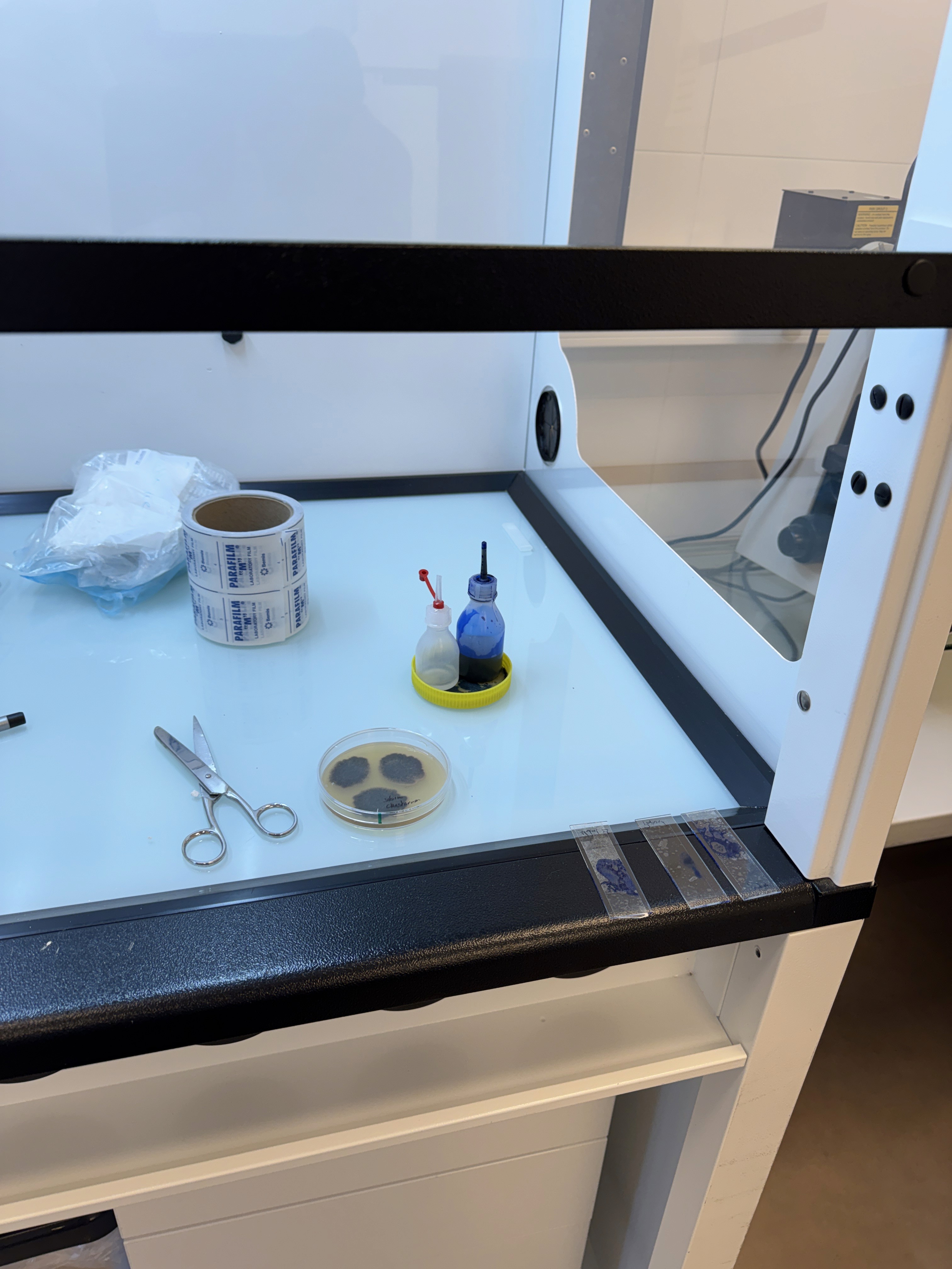 Mikrobiologische Tests