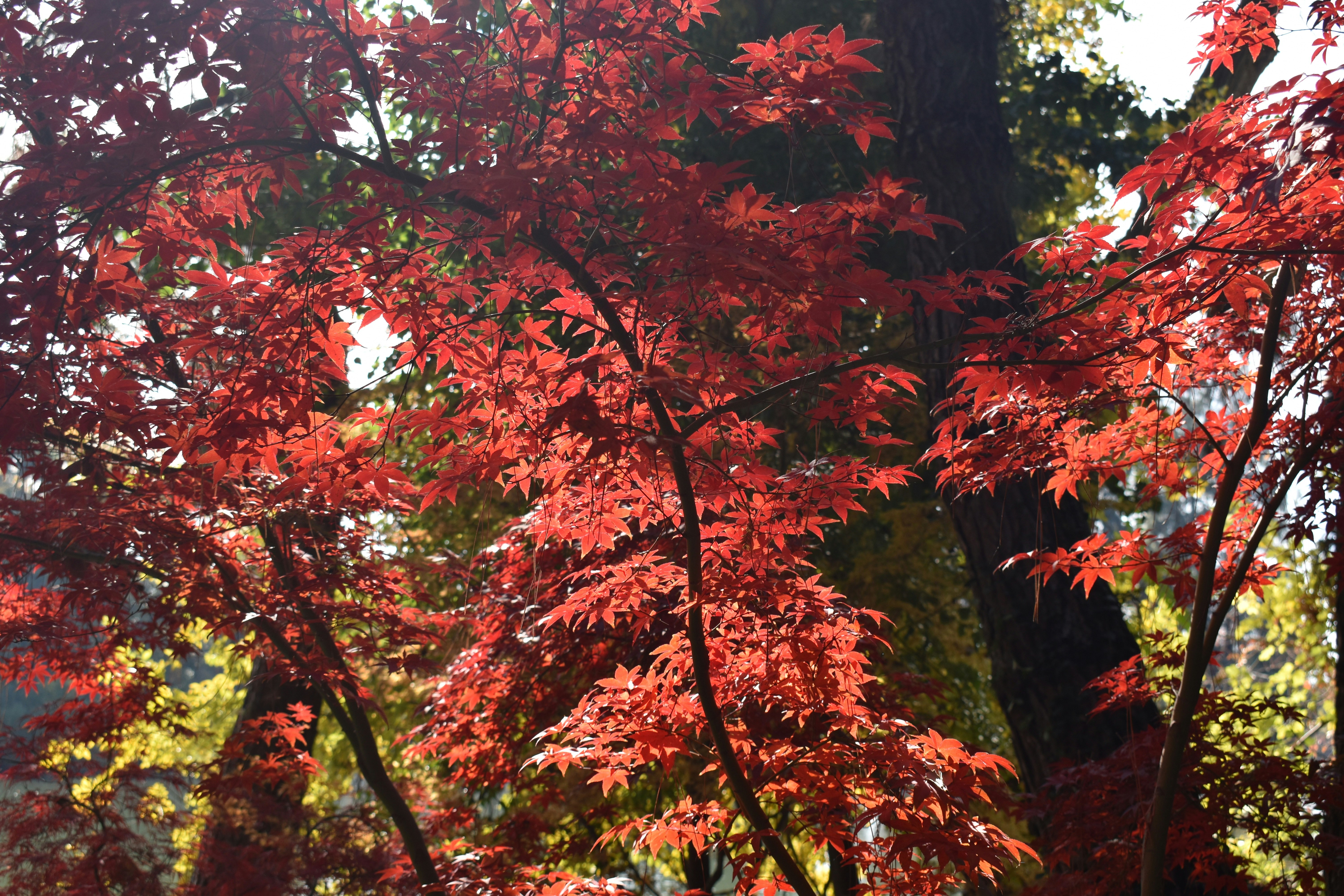 A red tree in the middle of a forest